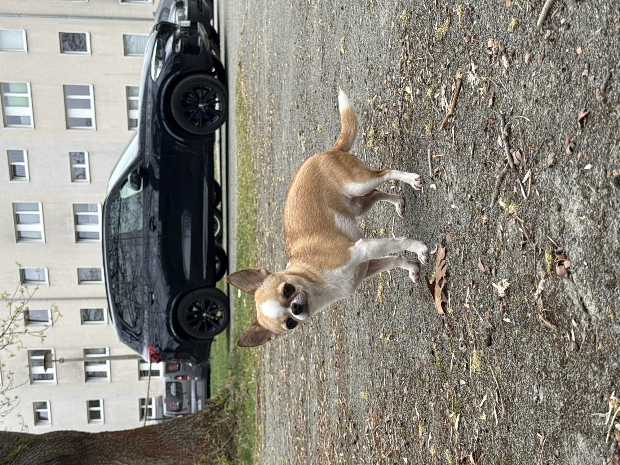 A fawn and white chihuahua stands on a gravel surface littered with debris, including twigs and leaves. In the background, a black SUV is parked next to a multi-story building with visible windows. Based on the geographical location, the image is likely taken in Lauchhammer, Germany. The dog is the central subject, and the background features suggest an urban environment.