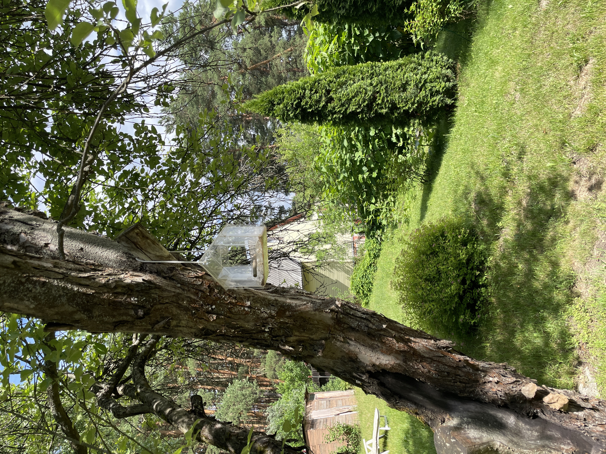 The image shows a garden on a sunny day. A large tree trunk is in the foreground, with a clear plastic bird feeder attached to it. The bird feeder is empty. Behind the tree, there is a lush green lawn with shadows cast by the trees. Several bushes and trees, including a tall, narrow evergreen, are visible. In the background, there is a light-colored house with a visible roof and windows, and a small wooden shed. The overall scene suggests a peaceful and well-maintained outdoor space. The time of day appears to be daytime, with bright sunlight and blue sky peeking through the leaves. There is no visible text in the image.