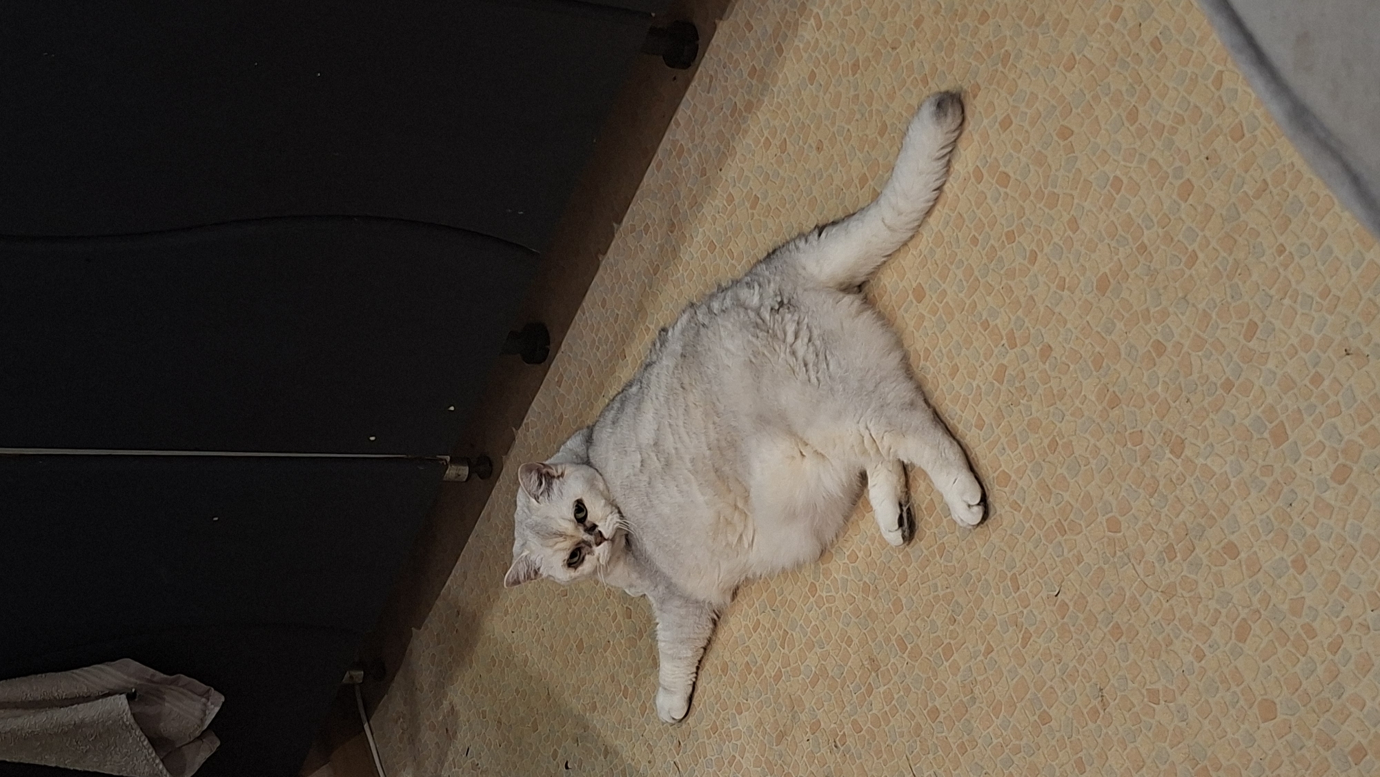 A light grey, fluffy cat with white paws is lying on its side on a beige, patterned floor. The cat is facing the camera with its head slightly tilted and its eyes looking forward. It has a slightly annoyed expression. In the background, a dark grey cabinet with some visible feet is present. A light-colored towel is hanging on the left side of the cabinet. The scene appears to be indoors, possibly in a home. The location is Myadzyel, Belarus.