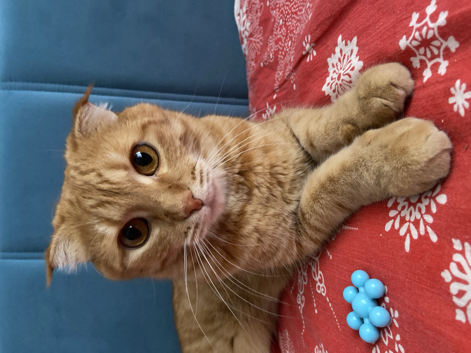 An orange tabby cat with amber eyes and folded ears is lying on a red blanket with a white snowflake pattern. In front of the cat, to the left, is a small cluster of seven blue, ball-shaped objects. The cat is looking directly at the camera, with its front paws crossed. Behind the cat is a blue upholstered surface. The setting is indoors, on a surface that appears to be a bed or sofa. The image was taken in Balashikha, Russia.