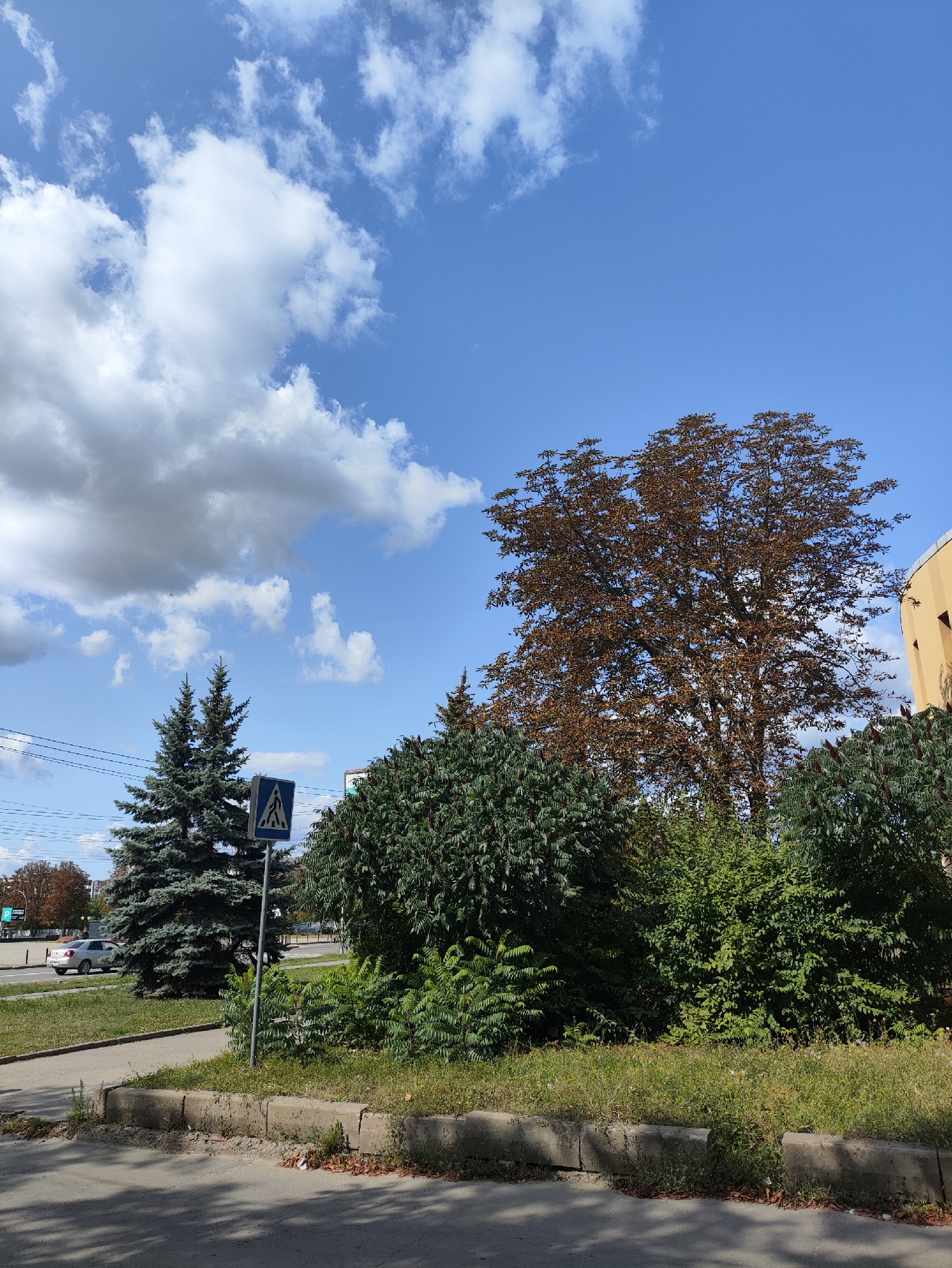 A view of a pedestrian crossing sign, two spruce trees, and a large tree with reddish-brown leaves is captured under a bright blue sky with scattered white clouds. In the background, a light-colored car is seen driving on a road, and a building with a yellow facade is partially visible on the right. The foreground shows a sidewalk and grass. The scene is located on a city street in Kharkiv, Ukraine, possibly near a park or a residential area, given the presence of greenery and trees.