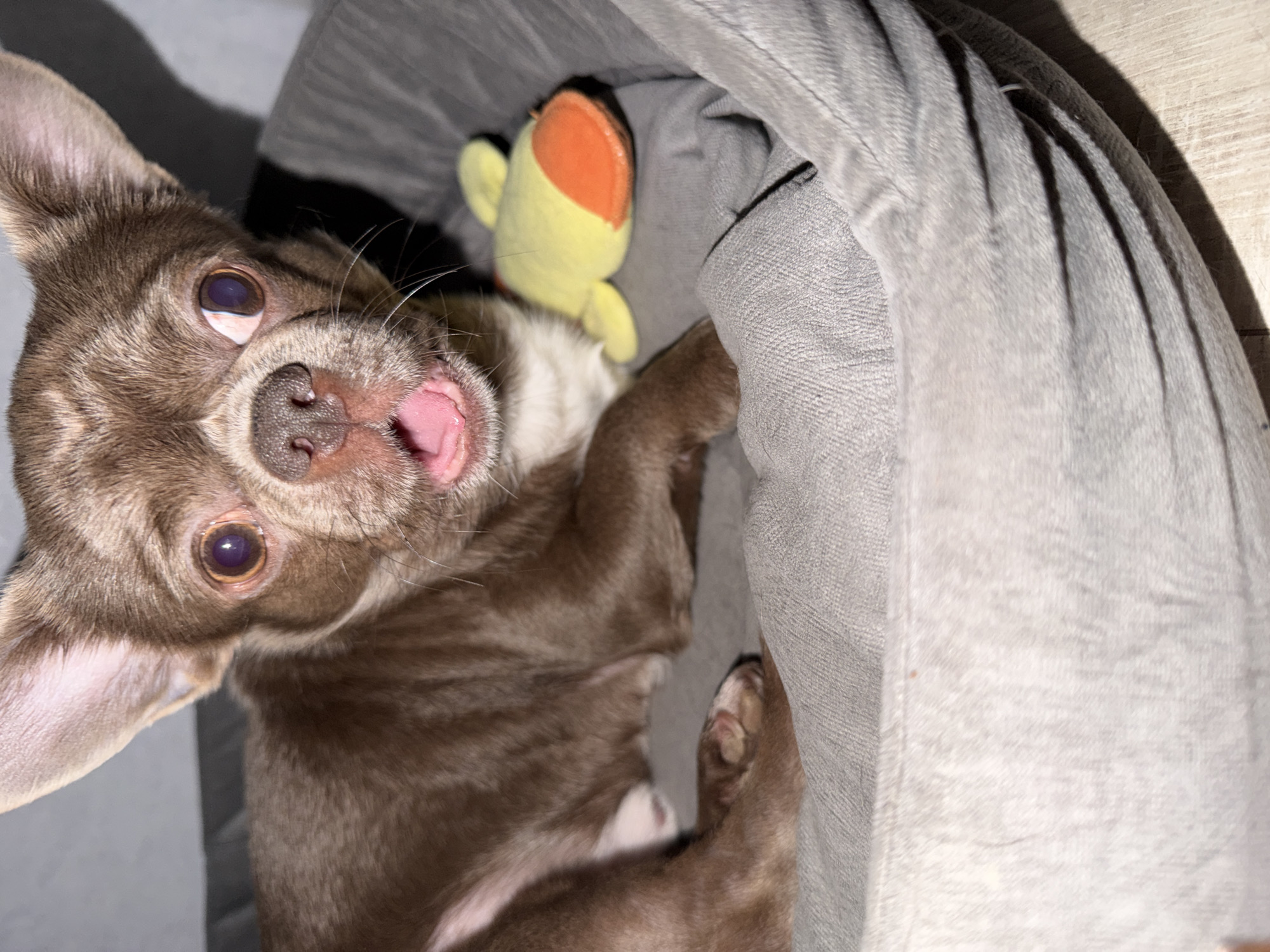 A close-up, top-down shot features a brown and white Chihuahua dog lying on its back in a gray dog bed with a yellow and orange plush duck toy. The dog has its mouth open and tongue sticking out. The image does not include elements allowing determination of the city of Votkinsk, Russia.