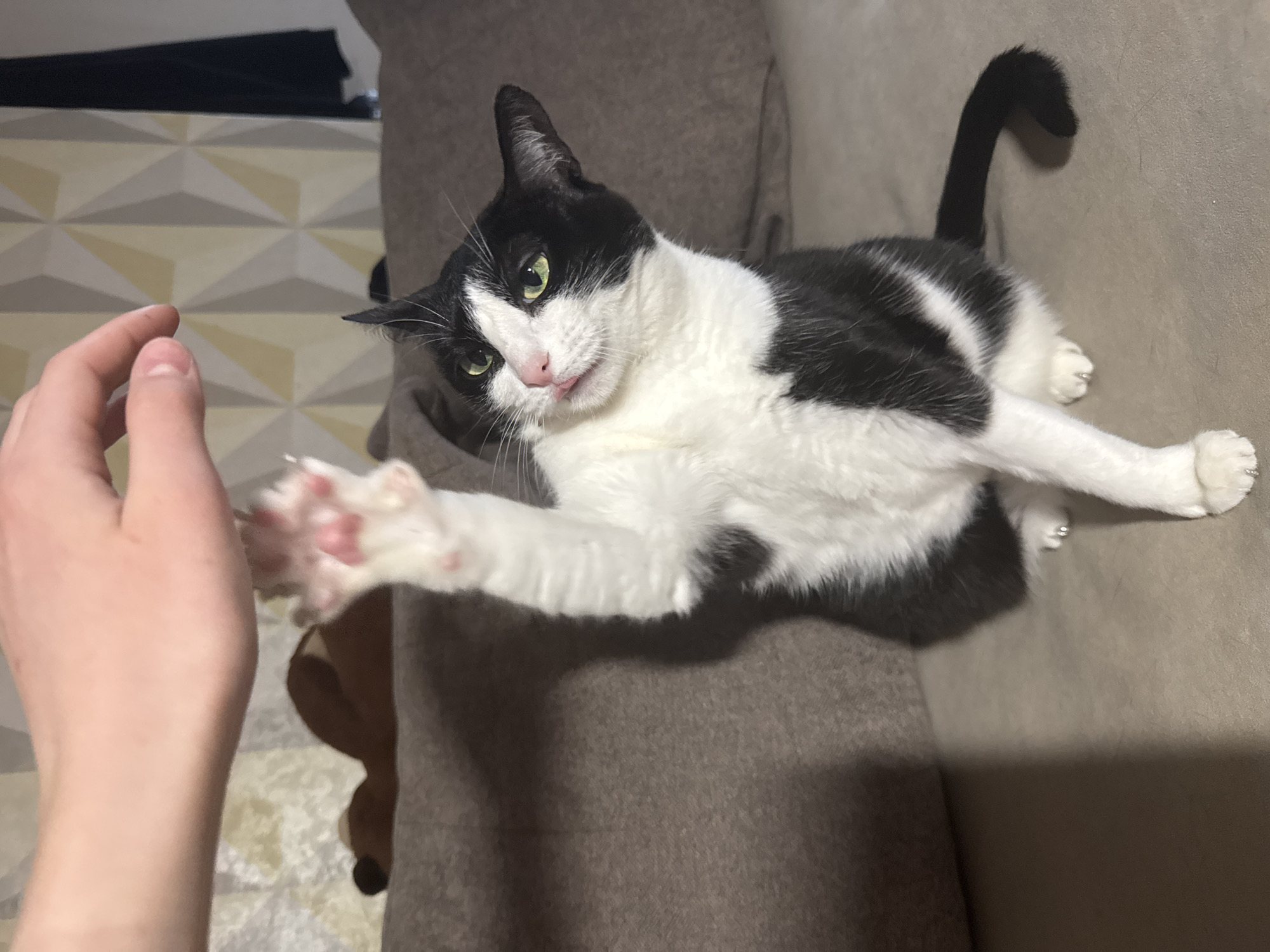 A black and white cat lies on a brown couch with its paw extended towards a human hand. The cat's tongue is slightly visible. The background includes a patterned floor and a dark object, possibly a piece of furniture. There is no indication of this photo being from Chaikovsky, Russia.