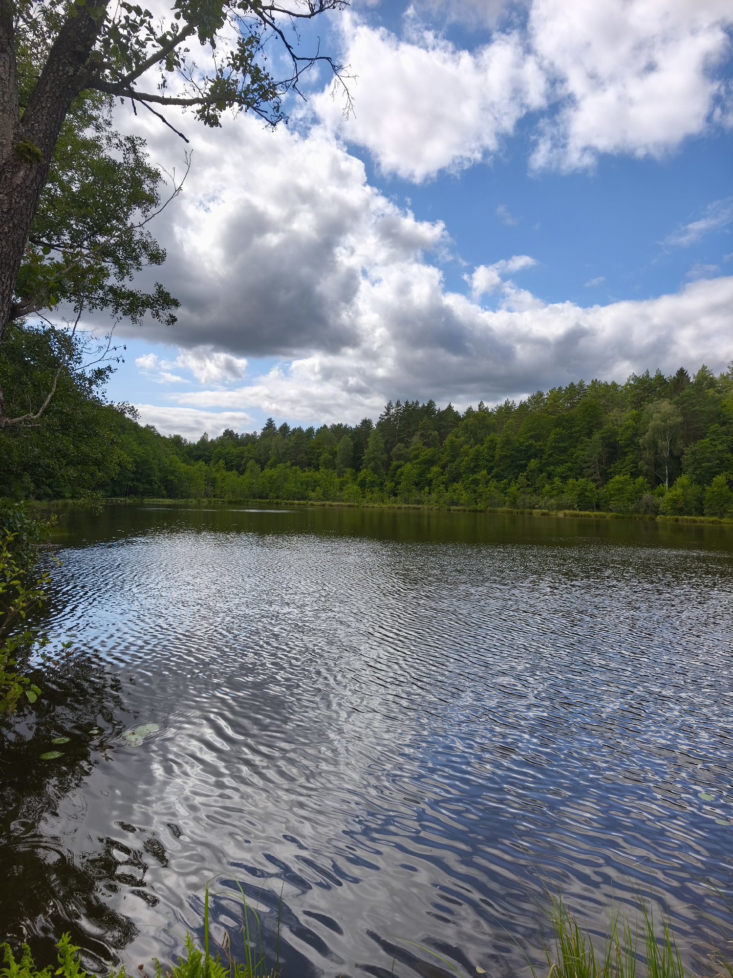 A body of dark, rippling water fills the lower half of the image, reflecting the sky and surrounding trees. The water's surface is characterized by small, consistent waves. In the foreground, on the left side, the gnarled trunk of a tree with dark, textured bark is visible, with green leaves and branches extending upwards and to the left. Some green foliage, possibly ferns, can be seen at the very bottom left corner of the image. On the right side of the foreground, blades of green grass emerge from the water's edge. The middle ground features the far bank of the lake, densely lined with a variety of green trees, forming a thick forest. The trees are a mix of deciduous and coniferous species, with the foliage appearing lush and vibrant. The background consists of a bright blue sky interspersed with scattered, puffy white and grey clouds. A hint of what appears to be a wooden structure, possibly a small pier or walkway, is partially visible within the trees on the left side of the lake. The overall scene depicts a serene natural landscape.