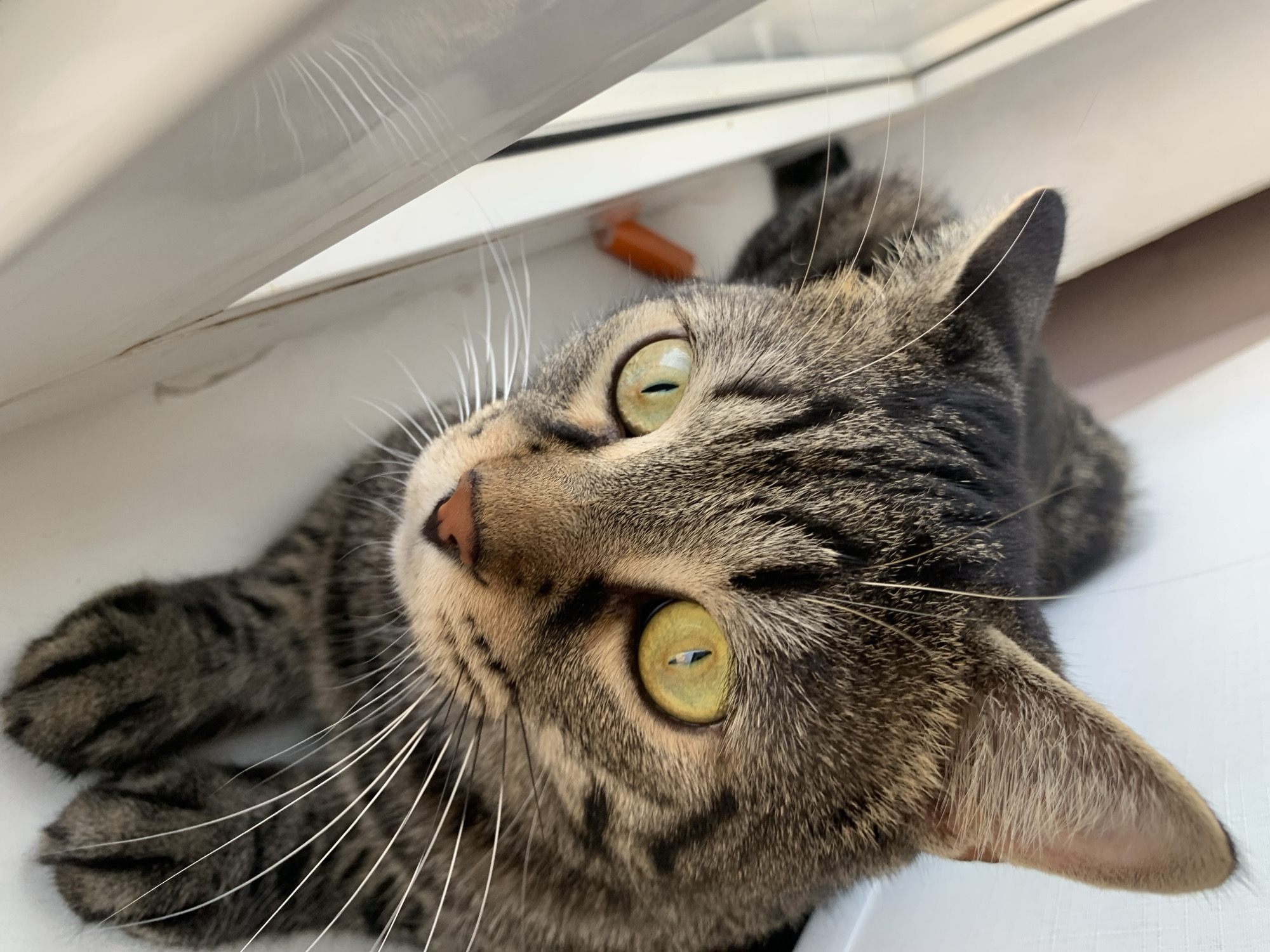 A close-up, eye-level, high-angle shot captures a tabby cat with striking green eyes looking down from a sunlit window sill. The cat's fur displays intricate dark brown and black stripes against a lighter brown background, and its long white whiskers fan out from its muzzle. The cat's ears are alert and pointed upwards, with the insides showing fine, light-colored fur. The background is out of focus, but appears to be an indoor setting with white window frames and a hint of a brown wall or furniture. A small, orange object, possibly a piece of food or a toy, is visible on the window sill behind the cat's head. The lighting suggests it is daytime, likely morning or afternoon, with sunlight casting a soft glow on the cat's face. The image was taken in the city of Stavropol, Russia.