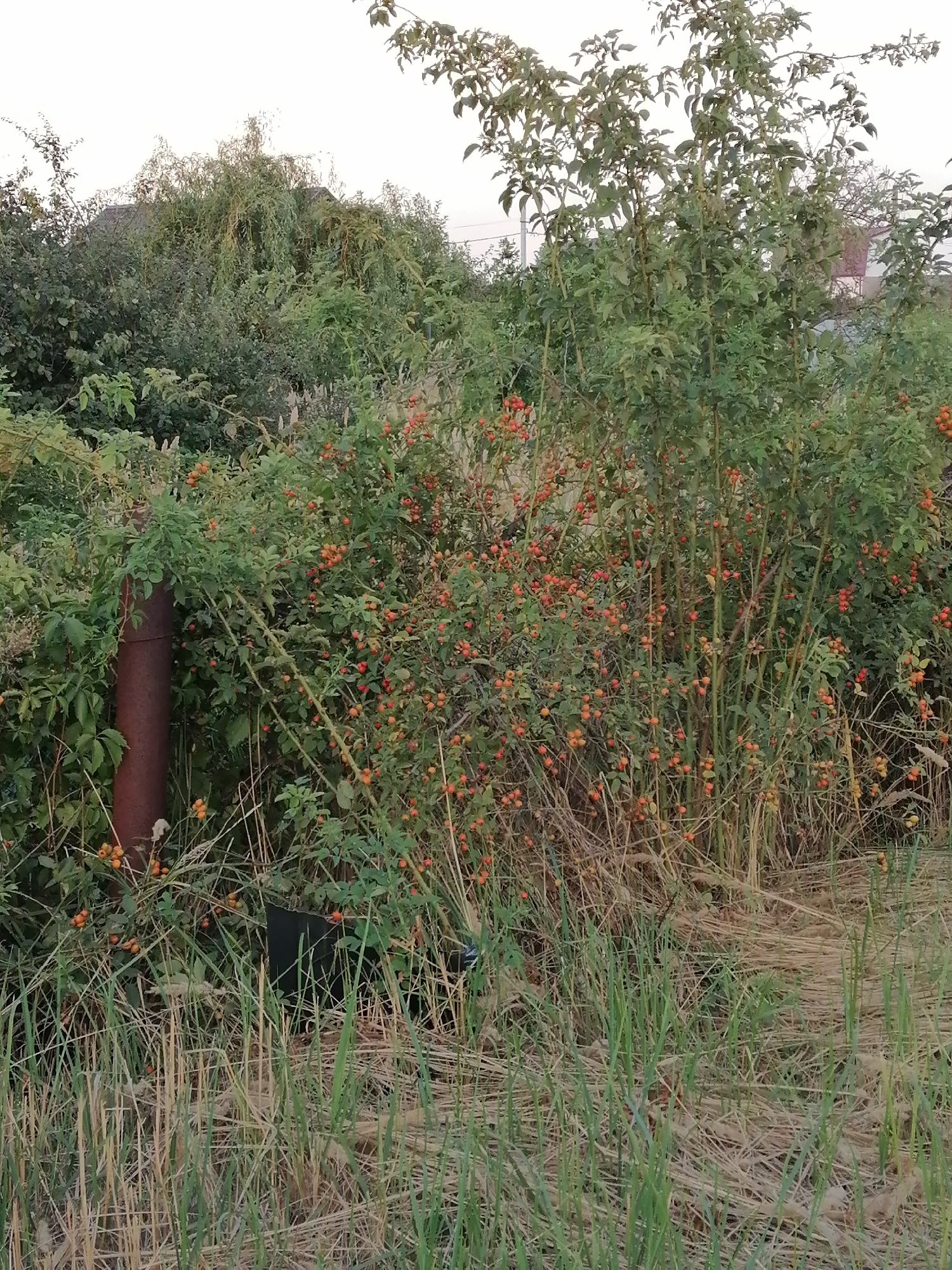 The image depicts an outdoor scene with dense vegetation. In the foreground, dry grass and some green blades are visible. A rusty metal pipe stands vertically on the left side of the frame, partially covered by green ivy. Behind the pipe and extending across the midground, a thick cluster of bushes is laden with numerous small, round, orange-red berries. The bushes are tall and somewhat unruly, with thin, upright stems. In the background, more trees and foliage are present, with a hint of a building and a pale sky at the top. The overall impression is of an overgrown garden or a natural, wild area. The scene appears to be located in a semi-urban or rural setting.