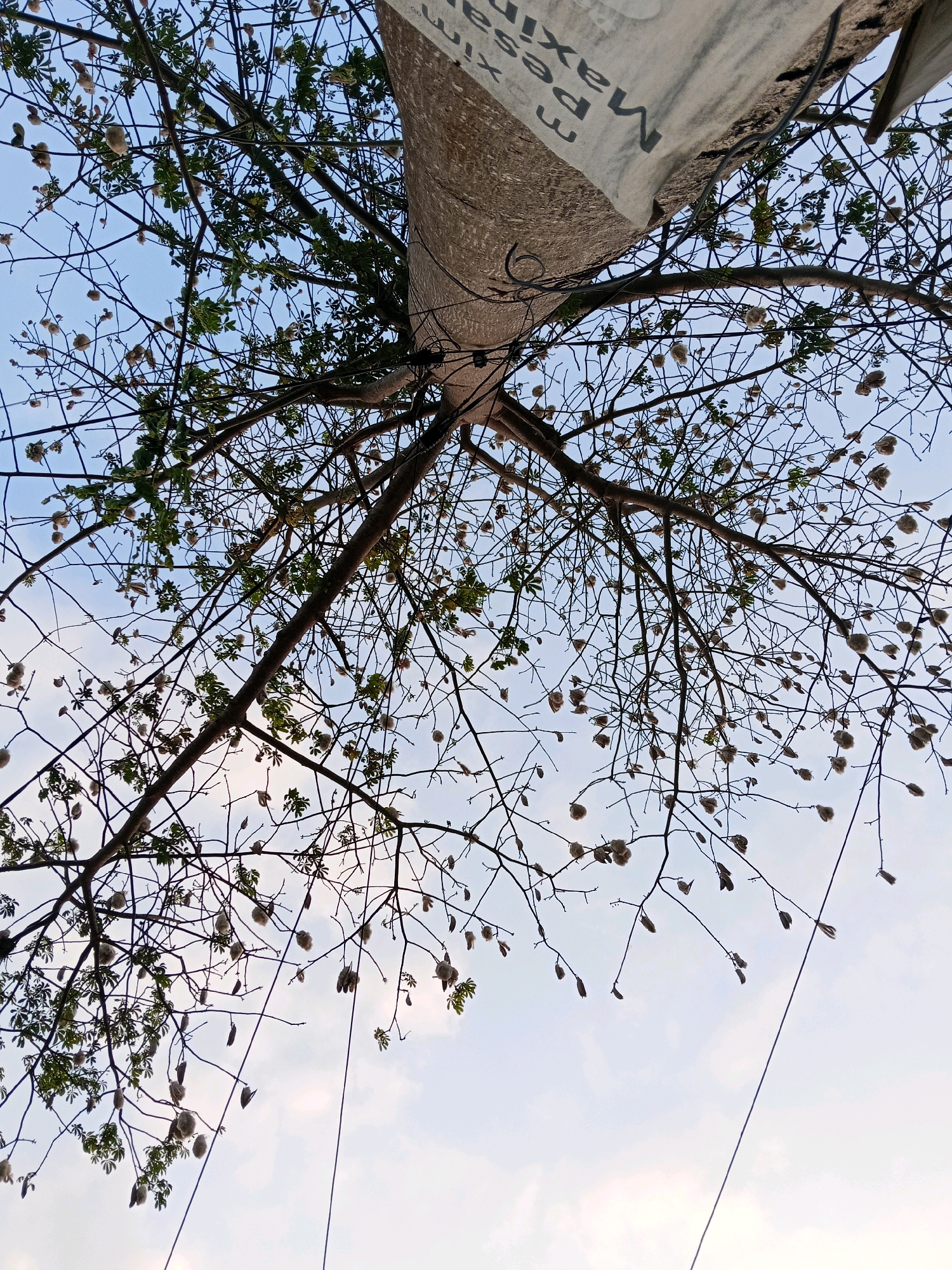 A low-angle, vertical shot shows the canopy of a tree against a pale blue sky with scattered clouds. The tree has many thin branches, some bare and others with small clusters of green leaves. Numerous seed pods, some round and fluffy, others elongated and brown, hang from the branches. A light-colored, textured surface with black text, appearing to be a tarp or fabric, is draped over a thick tree trunk in the upper right portion of the frame. The text on the surface is partially visible and reads "Maxima Pesona". Electrical wires run diagonally through the image, crossing some of the branches. The scene is likely outdoors in an urban or semi-urban environment given the presence of the wires and the text on the tarp. The specific location of Gogodeso, Indonesia, is not visually evident in the image itself.