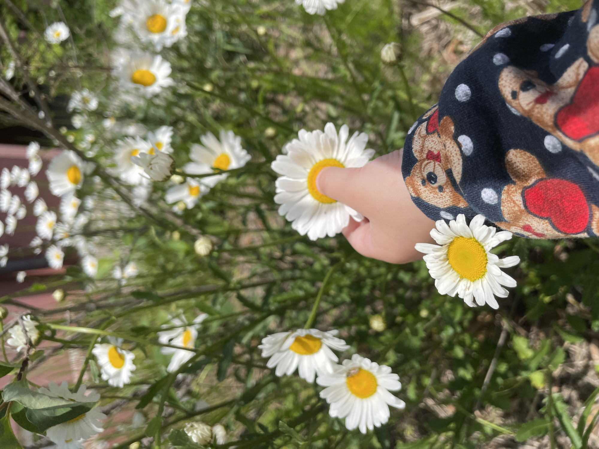 A close-up, high-angle photograph captures a child's hand gently touching the bright yellow center of a white daisy. The child's arm is visible, adorned with a long-sleeved shirt featuring a pattern of brown teddy bears, some with red hearts, and white polka dots on a dark blue or black background.
The setting is an outdoor natural environment, likely a garden or field, abundant with numerous daisies in varying stages of bloom. Many white daisies with prominent yellow centers are scattered throughout the frame. The background consists of blurred green foliage, suggesting lush plant life, with faint hints of brown earth or a wooden structure in the distance.
The scene is brightly illuminated by natural sunlight, indicating a clear, sunny day. The activity depicted is one of a child interacting with nature, showcasing curiosity and a delicate touch. The overall atmosphere evokes innocence and a connection to the natural world. This image is set in Vladivostok, Russia. There is no visible text in the media file.