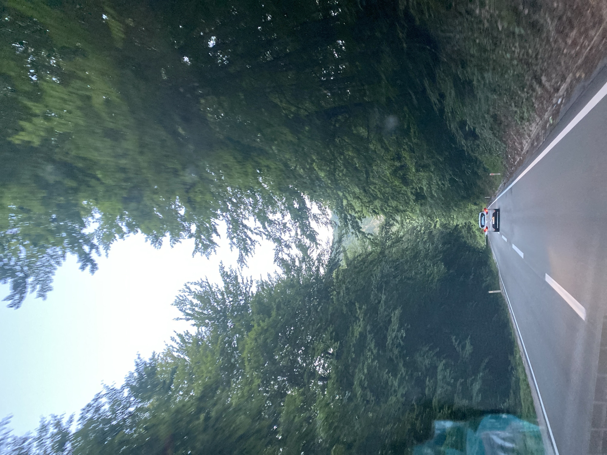 A car is traveling on a paved road through a dense forest. The road is asphalt and has white lane markings. The trees on either side of the road are tall and green, creating a canopy overhead. The sky is visible through the trees. The car is white and is in the distance, driving away from the camera. The scene appears to be in the vicinity of Šavnik, Montenegro, based on the visual characteristics of the road and forest.
