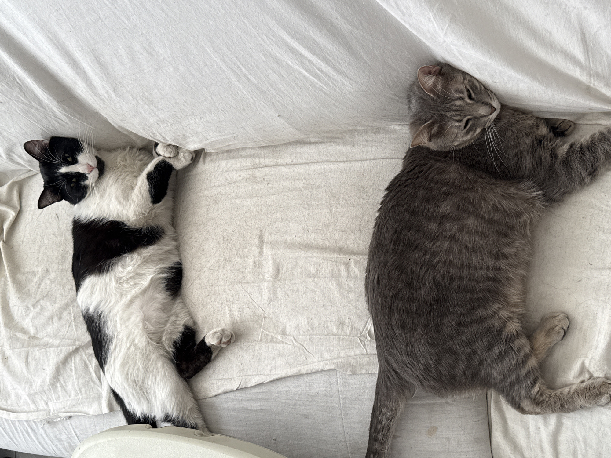 The image displays two domestic cats resting side-by-side on a white, rumpled sheet, likely on a bed, viewed from an overhead perspective.
On the left, a black and white cat lies on its back, extending its body with its front paws gently curled near its head. Its head is positioned towards the top-left, turned slightly to look upwards with eyes appearing half-closed and relaxed. This cat has a white face with a distinct black patch over its right eye and a pink nose. Its fur is a mix of large white and black patches across its body.
To the right, a gray tabby cat is sprawled on its side, facing left. Its head is towards the top-right, with eyes closed, indicating it is deeply asleep or very relaxed. This cat features a classic tabby pattern with darker gray stripes visible against its lighter gray fur.
Both cats appear content and peaceful, completely at ease on the soft, creased white bedding. The lighting is soft and even, suggesting an indoor setting, likely during the daytime. There is no visible text within the image.