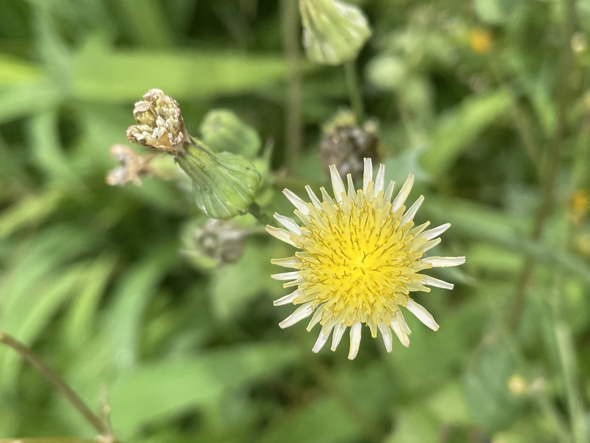 This is a close-up, high-angle shot of a yellow and white wildflower, likely a type of dandelion or aster, set against a blurred green background of foliage. The flower is in focus, showcasing its delicate, ray-like petals and a bright yellow center. To the left of the main flower, there are developing buds and seed heads of similar plants, also in varying stages of focus, some appearing dried and withered. The green leaves in the background are soft and out of focus, suggesting a natural, outdoor setting, possibly a field or garden. The lighting appears natural, likely daylight, with soft illumination that highlights the texture of the flower. There is no visible text in the image. The overall impression is one of natural beauty and the life cycle of a wild plant.