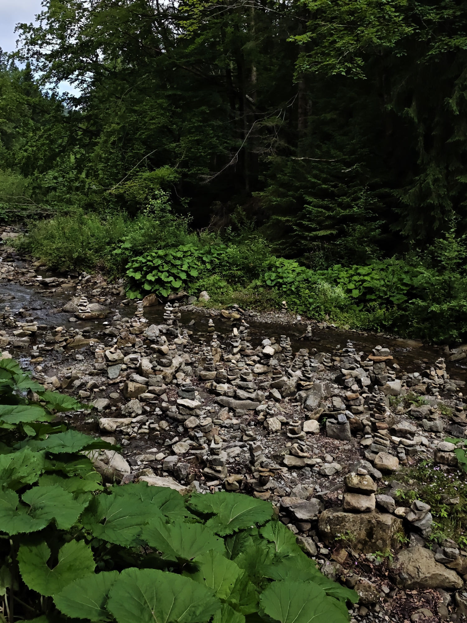 In the city of Tatariv, Ukraine, a stream flows through a wooded area, its rocky bed dotted with numerous cairns, or stacked stones. The water is shallow and clear, reflecting the dense green foliage that surrounds it. Large, verdant leaves are prominent in the foreground, framing the scene. The trees, a mix of deciduous and coniferous, create a shaded canopy overhead, with some sunlight filtering through the leaves. The overall impression is one of natural beauty and human artistic intervention, with the stacked stones adding a unique visual element to the tranquil stream and forest landscape.