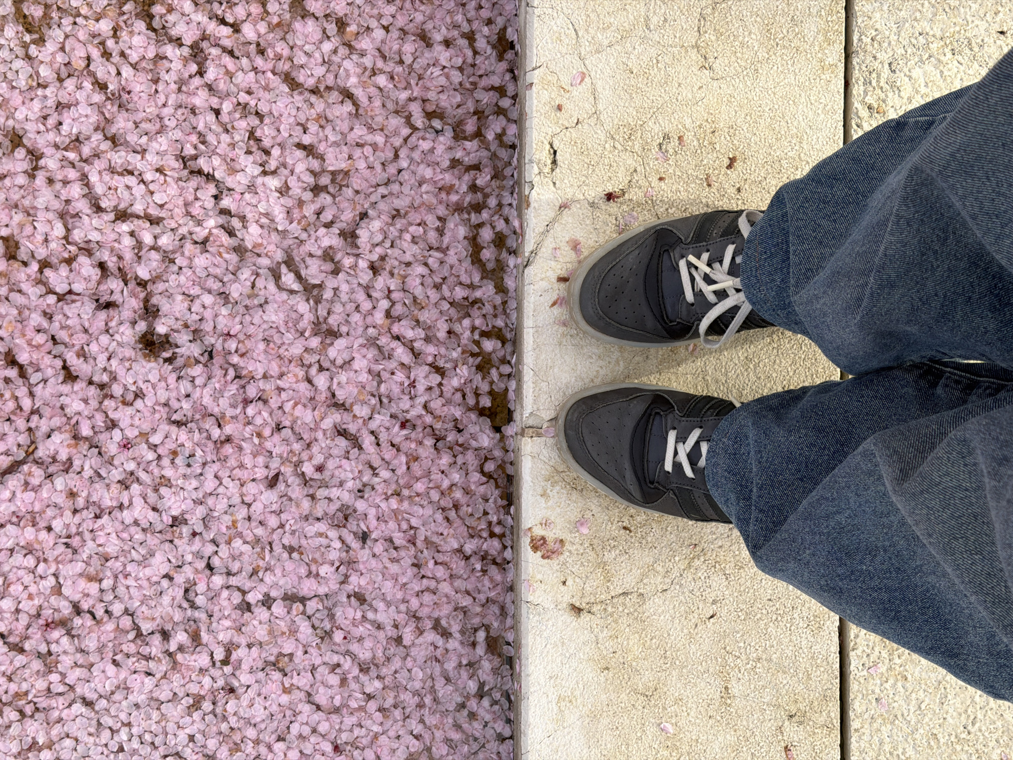 The image shows a top-down view of someone standing on a light-colored stone surface. The person is wearing blue jeans and dark gray sneakers with white laces. To the left of the stone surface is a mass of small, pink flower petals, likely from a cherry blossom tree. The petals appear dense and carpet the ground. The scene appears to be outdoors. The location (Krasnodar, Russia) cannot be confirmed based solely on the image.