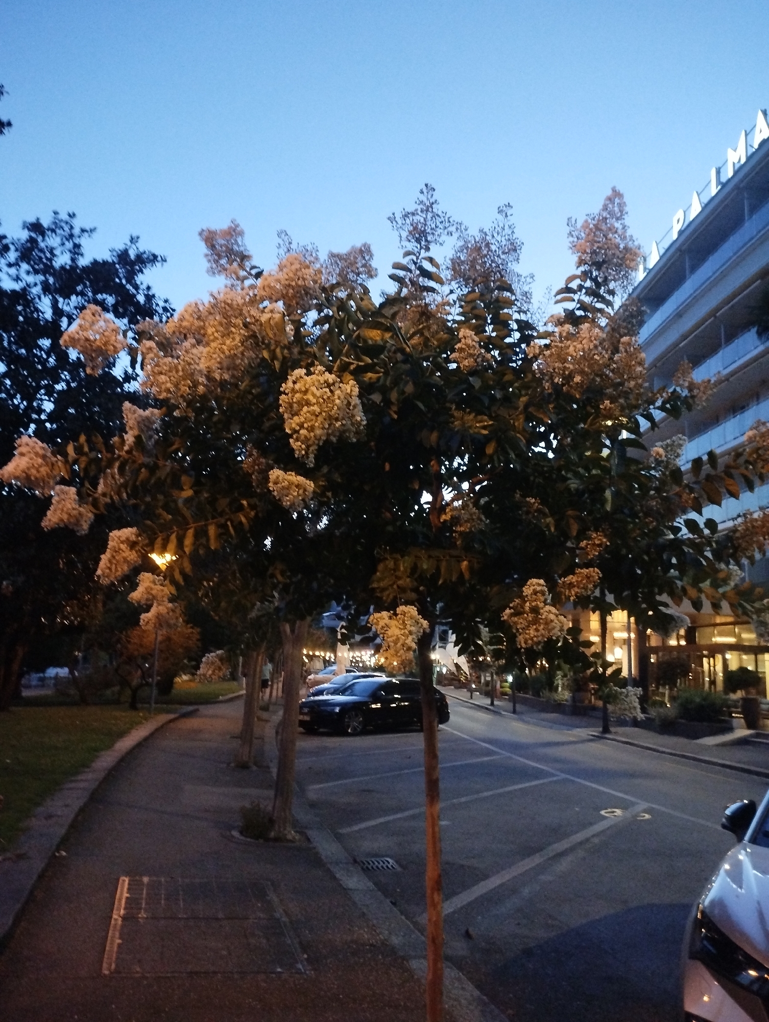 This is a photograph taken at dusk in Muralto, Switzerland, likely in the early evening. In the foreground, a sidewalk runs along the left side of the frame, bordered by a grassy area on the far left. A street is visible to the right of the sidewalk, with parked cars and white lines indicating parking spaces.
Dominating the center of the image are several trees with dark green foliage and clusters of light-colored flowers. The flowers appear to be creamy white or pale yellow. The trees are illuminated by streetlights, giving them a warm glow.
In the background, a modern building with multiple floors and a sign reading "LA PALMA" is visible. The building has balconies with glass railings. The sky above is a clear, deep blue, indicating the transition from daylight to night.
There are no people clearly visible in the frame, though the presence of parked cars suggests activity in the area. The overall impression is one of a quiet urban evening scene.