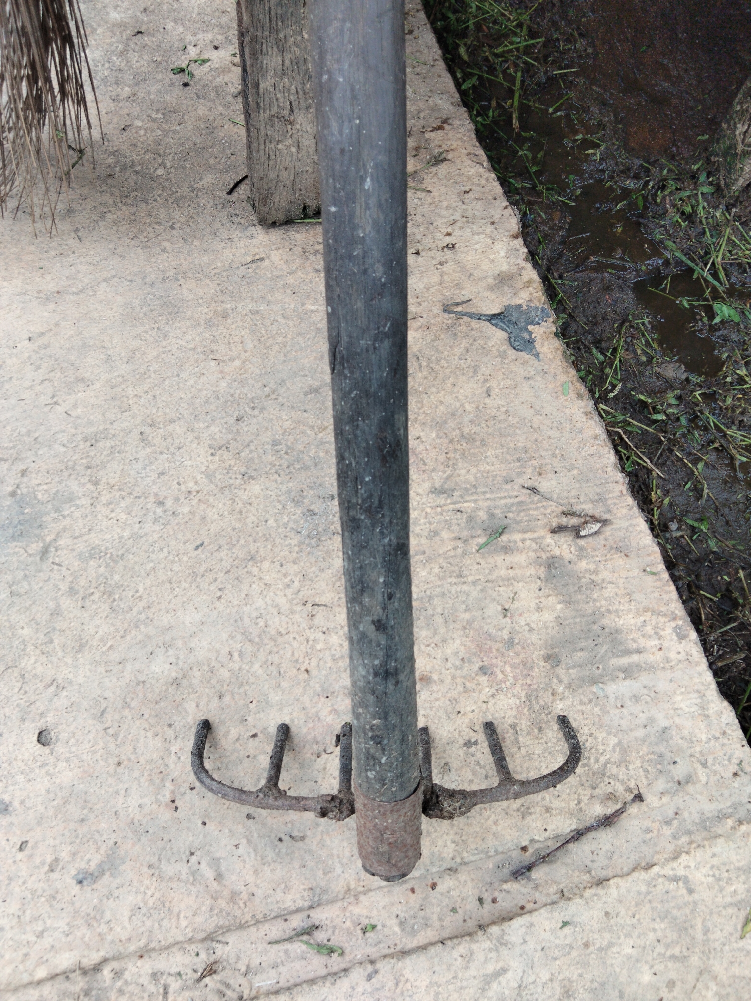 A close-up, high-angle shot shows the bottom portion of a rusty, four-pronged garden fork lying on a concrete surface. The prongs are bent and appear to be made of iron. The handle of the fork, made of dark wood, extends upwards out of the frame. To the right of the concrete surface, a narrow, muddy ditch filled with murky water and green vegetation is visible. The concrete surface is textured and shows signs of wear and dirt. A small, thin twig lies on the concrete near the fork. The scene appears to be outdoors, possibly in a garden or yard area in Benuaraja, Indonesia.
