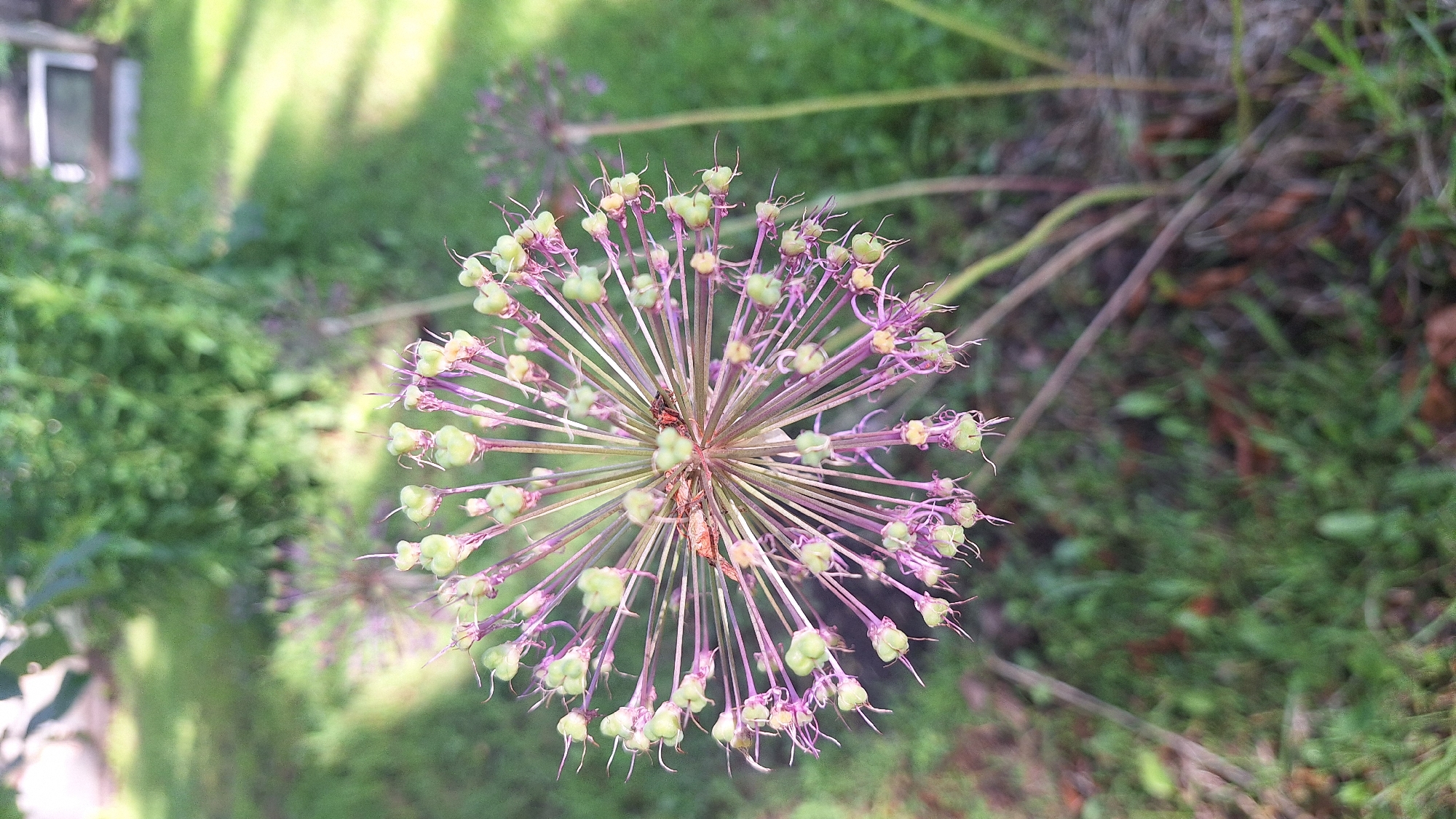 A close-up, slightly angled shot showcases the seed head of an allium flower in an outdoor setting. The flower head is a spherical arrangement of thin, light purple stems, each topped with a small, green, bulbous seed pod and a thin, wispy filament. Two small insects, one reddish-brown and the other dark, are visible near the center of the flower head. The background is a soft, green blur of foliage and grass, with a hint of a structure, possibly a building, visible in the upper right corner. The lighting suggests a sunny day, casting soft shadows.