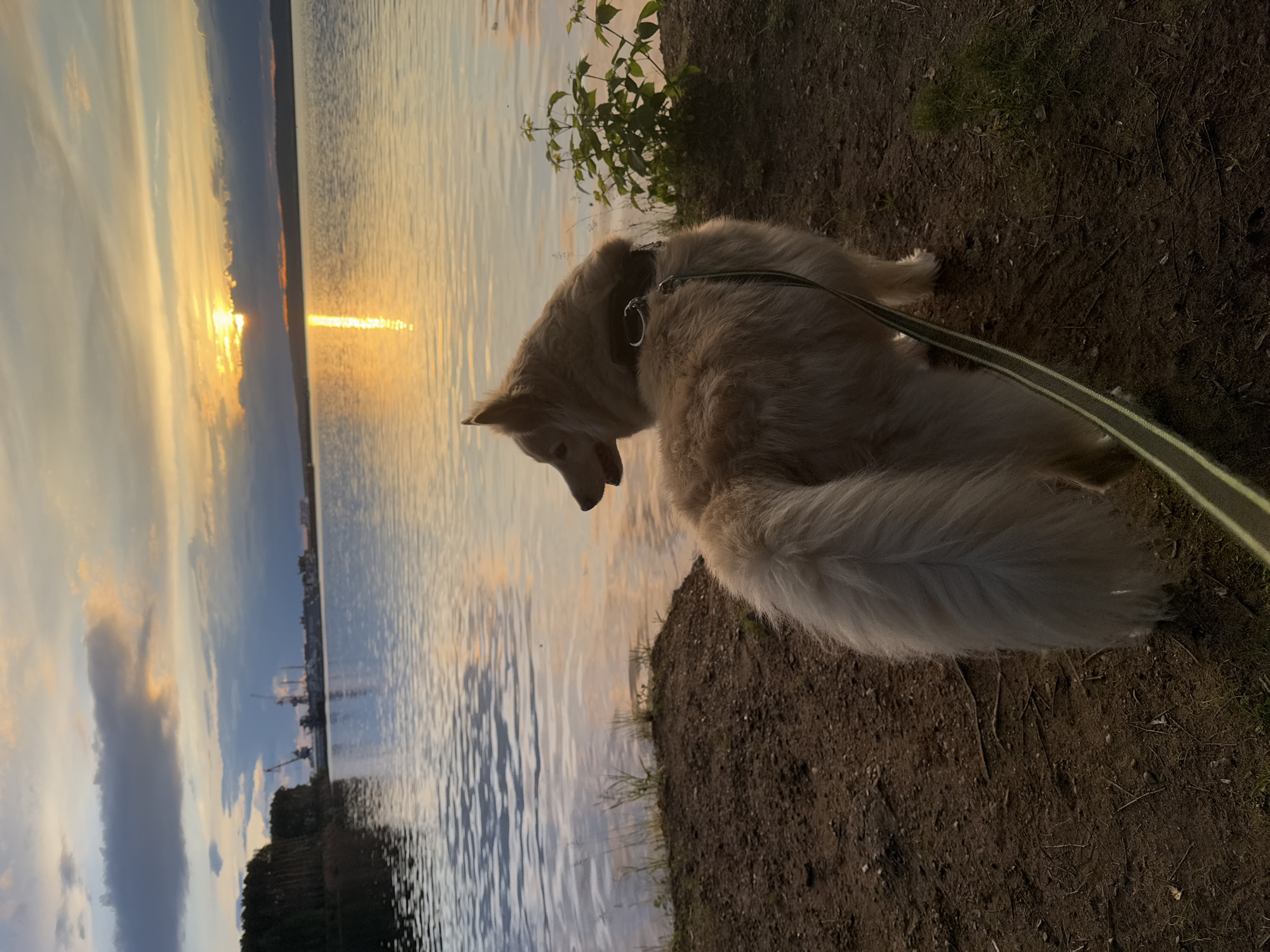 The image shows a medium-sized, tan-colored dog with long fur standing on a dirt embankment next to a body of water. The dog is wearing a harness and leash. In the background, the setting sun is reflected on the water, with a cityscape visible on the opposite shore. The image was taken in Chaikovsky, Russia.