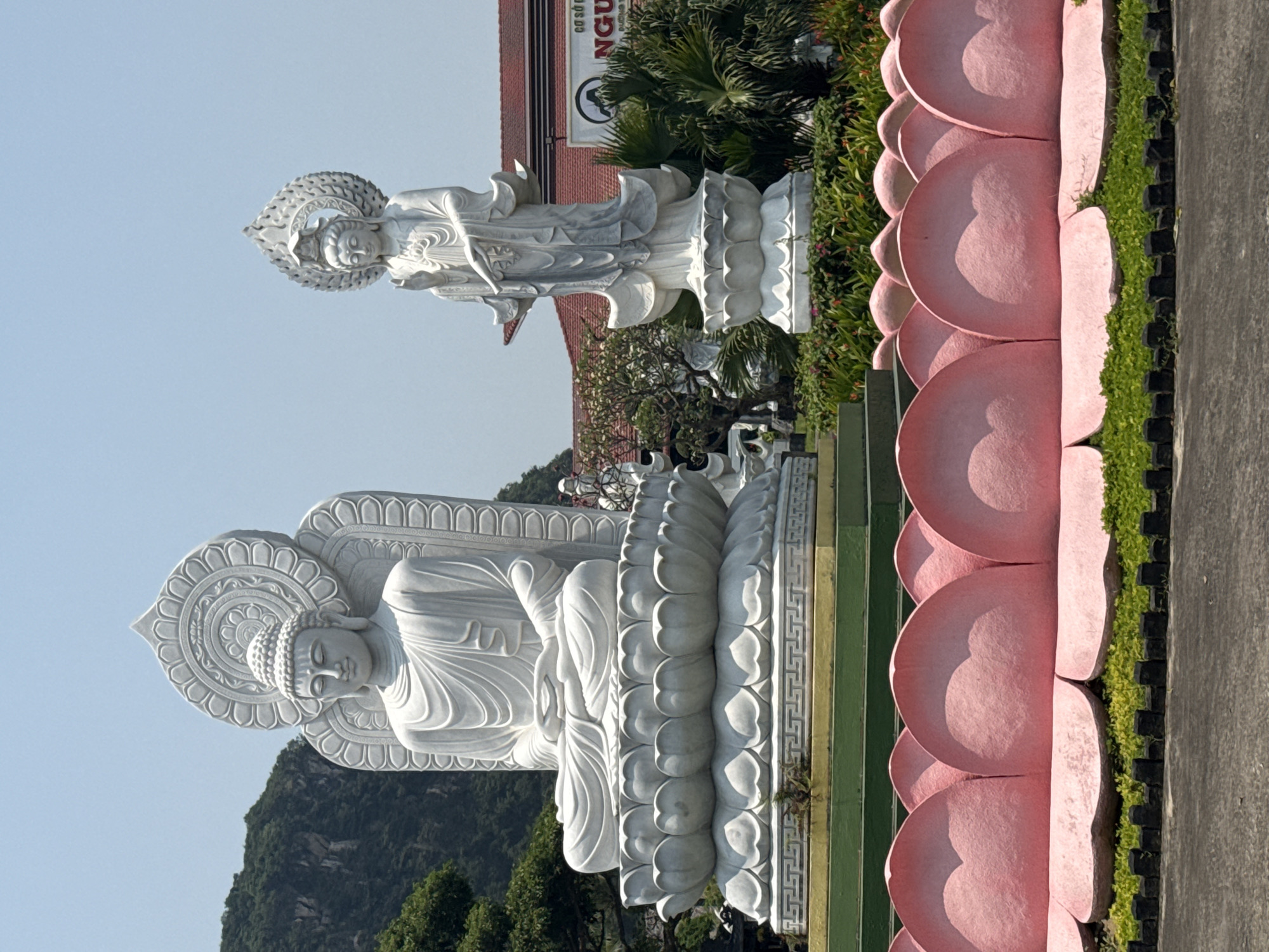 The image captures two white marble statues in Đà Nẵng, Vietnam, likely located at a Buddhist temple or complex. A seated Buddha statue in the foreground is on a lotus throne. A standing Buddha statue is in the background. A structure with an inscription in Vietnamese can be seen behind the statues. A pink lotus petal wall lines the right side of the frame, adjacent to a paved area. Trees and other greenery fill the spaces around the statues and in the background. A mountainous landscape is visible in the distance behind the seated Buddha statue. The sky is clear and blue.