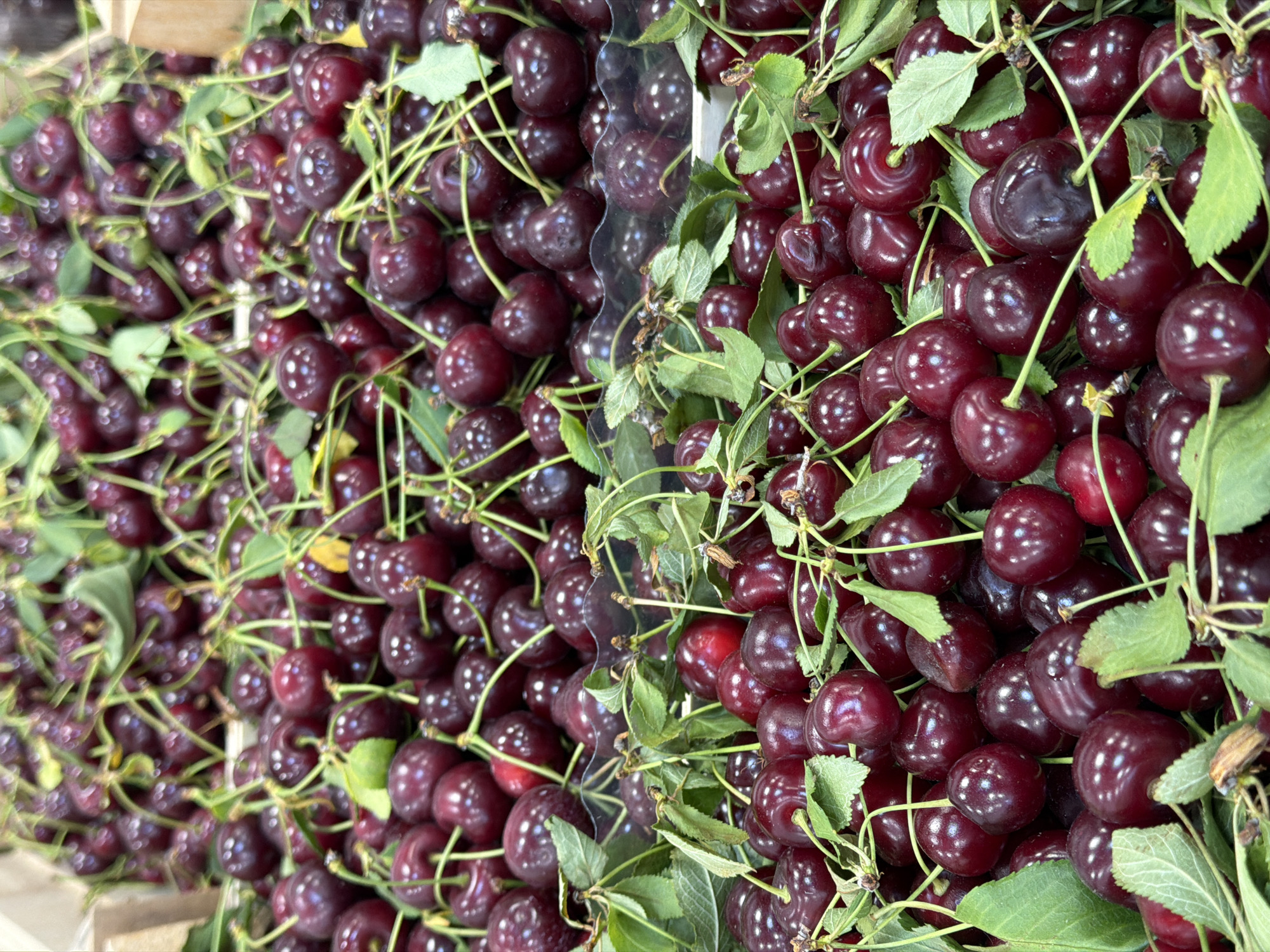 A high-angle, full-frame, close-up shot showcases a large quantity of fresh, dark red cherries filling wooden crates. The cherries are plump and glistening, with some still attached to their stems and interspersed with green leaves. The lighting is bright, highlighting the reflective surfaces of the fruit. The scene appears to be a market stall or grocery store display in Saint Petersburg, Russia, given the overall presentation of fresh produce. No people are visible in the image, and the focus is entirely on the cherries.