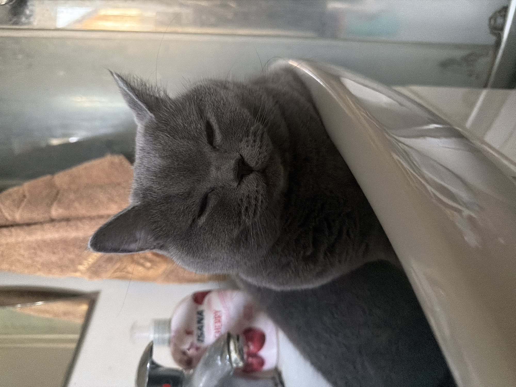 A grey cat with its eyes mostly closed is resting in a white sink. The cat's head is slightly tilted forward and its ears are perked up. In the background, a bottle of hand soap with a cherry design is visible next to a faucet. A light brown towel hangs behind the soap bottle. The environment appears to be a bathroom. The image does not provide any information about its location in the city of Szczecin, Poland.