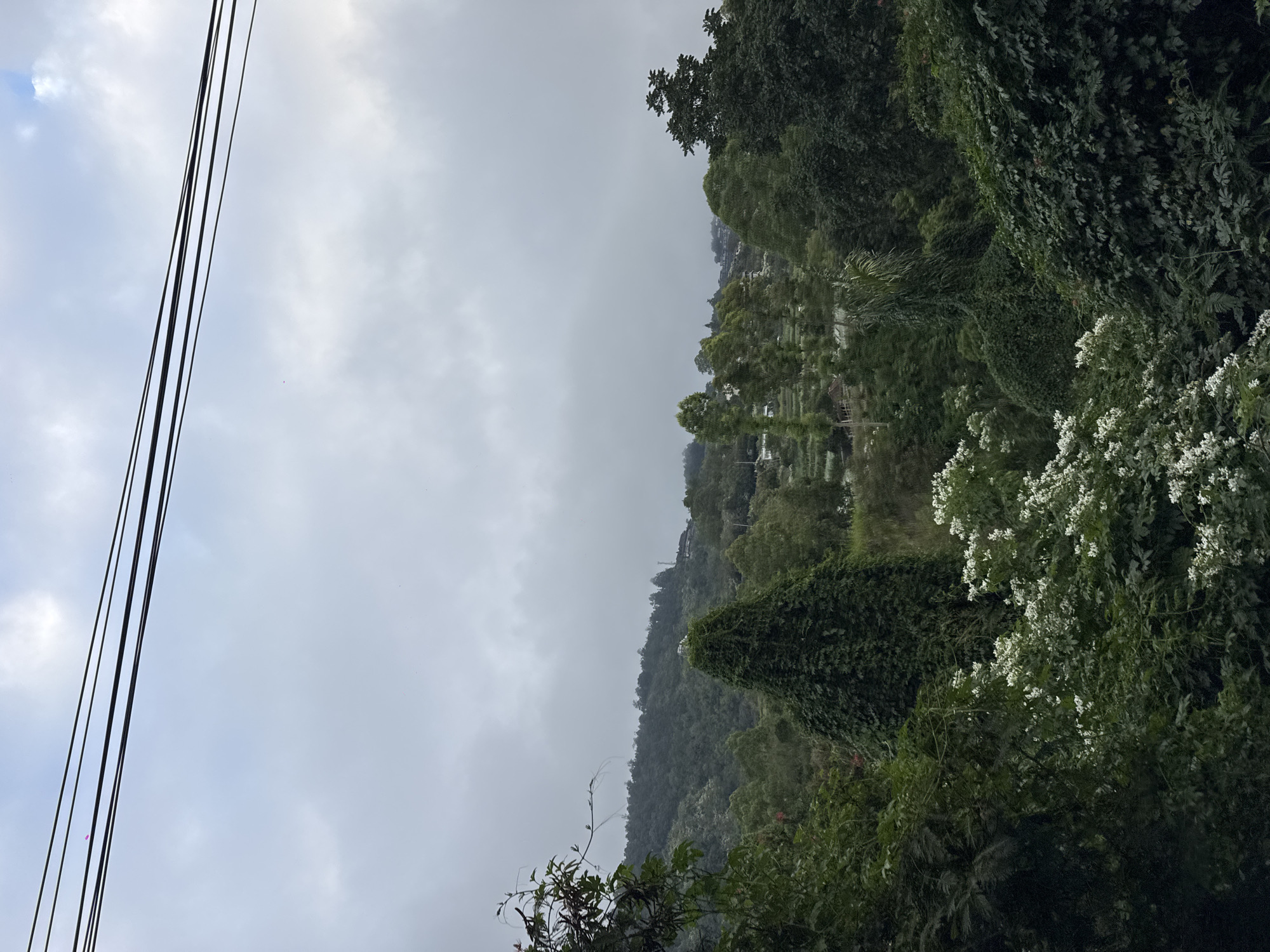 This is a medium shot, eye-level, vertical outdoor photograph of a lush, verdant landscape under an overcast sky in Kintamani, Indonesia. The foreground is dominated by dense, dark green foliage, with a prominent cluster of white flowers on the right side of the frame. Behind this, a large, cone-shaped tree covered in vines stands out. In the mid-ground, terraced fields are visible on a hillside, interspersed with various trees. Further in the background, a gently sloping mountain range is covered in a thick forest. A few buildings and structures are scattered on the slopes of the mountain. Four dark power lines stretch horizontally across the top of the frame, obscuring a portion of the sky. The overall atmosphere is muted and slightly gloomy due to the heavy cloud cover.