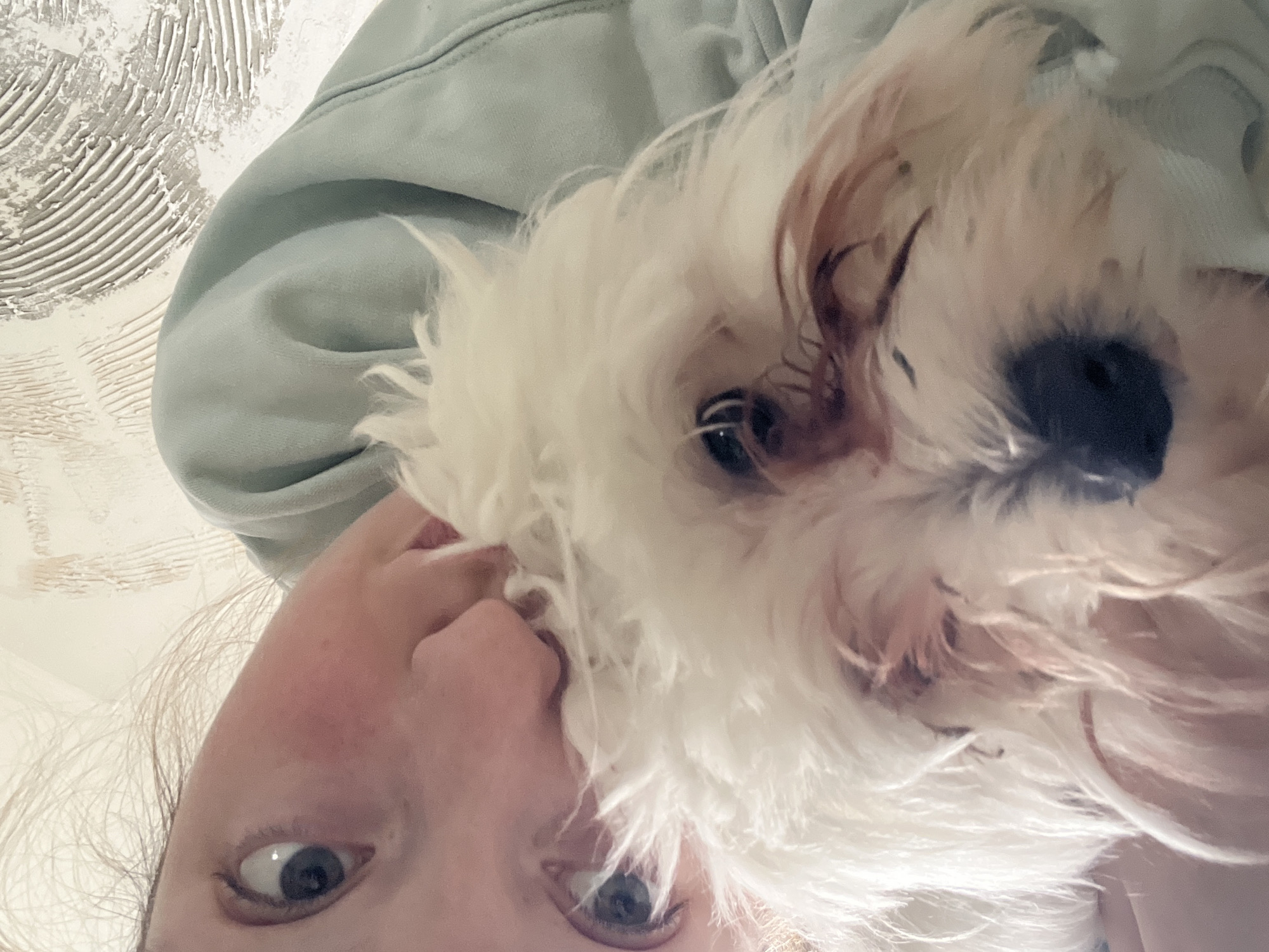 The image depicts a close-up, upward-angled perspective of a person and a small, white fluffy dog. A human's face occupies the upper-left portion, featuring a visible blue eye with an alert expression, open towards the camera. Part of the human's nose and cheek, with a slightly flushed appearance, are also discernible. Light-colored hair strands are visible near the eye. Overlapping the human's face and occupying the lower-right area is a small, white dog, likely a Maltese or similar breed, characterized by dense, shaggy white fur. The dog's face is prominent, showing dark staining around the eyes and a dark snout. One of the dog's eyes is partially visible. The person is clad in a light blue garment, possibly a hooded top, which appears folded in the upper-right section of the frame. The background reveals a light-colored wall with a distinctive textured finish, featuring raised, undulating patterns and a prominent circular design of parallel ridges in the upper right. The scene is set indoors in Varna, Bulgaria.