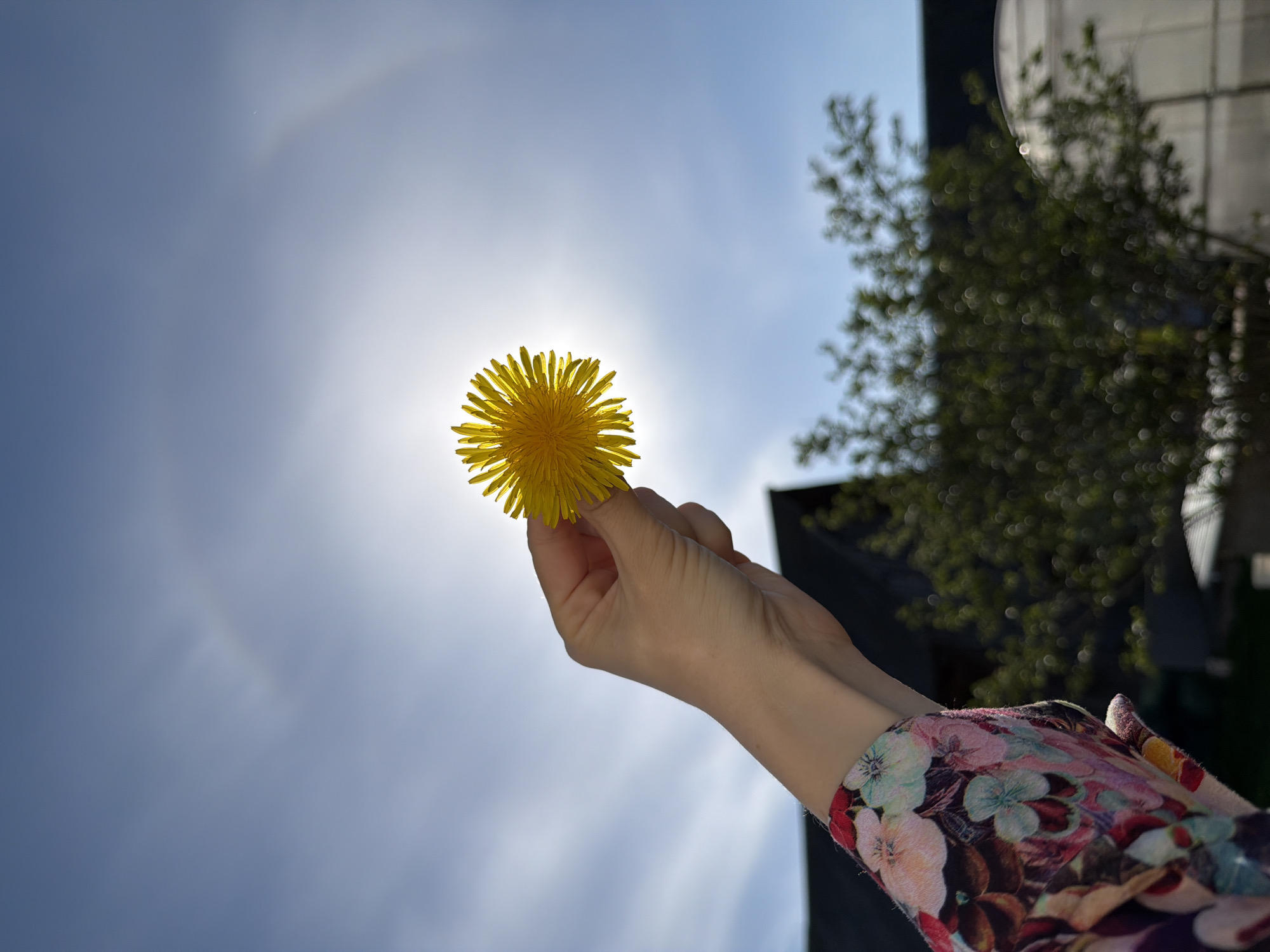 A hand holds a dandelion flower against a bright sky, creating a halo effect around the flower. A tree and a building are visible in the background on the right side of the frame. The location of Кадряково, Russia, cannot be confirmed from this image.