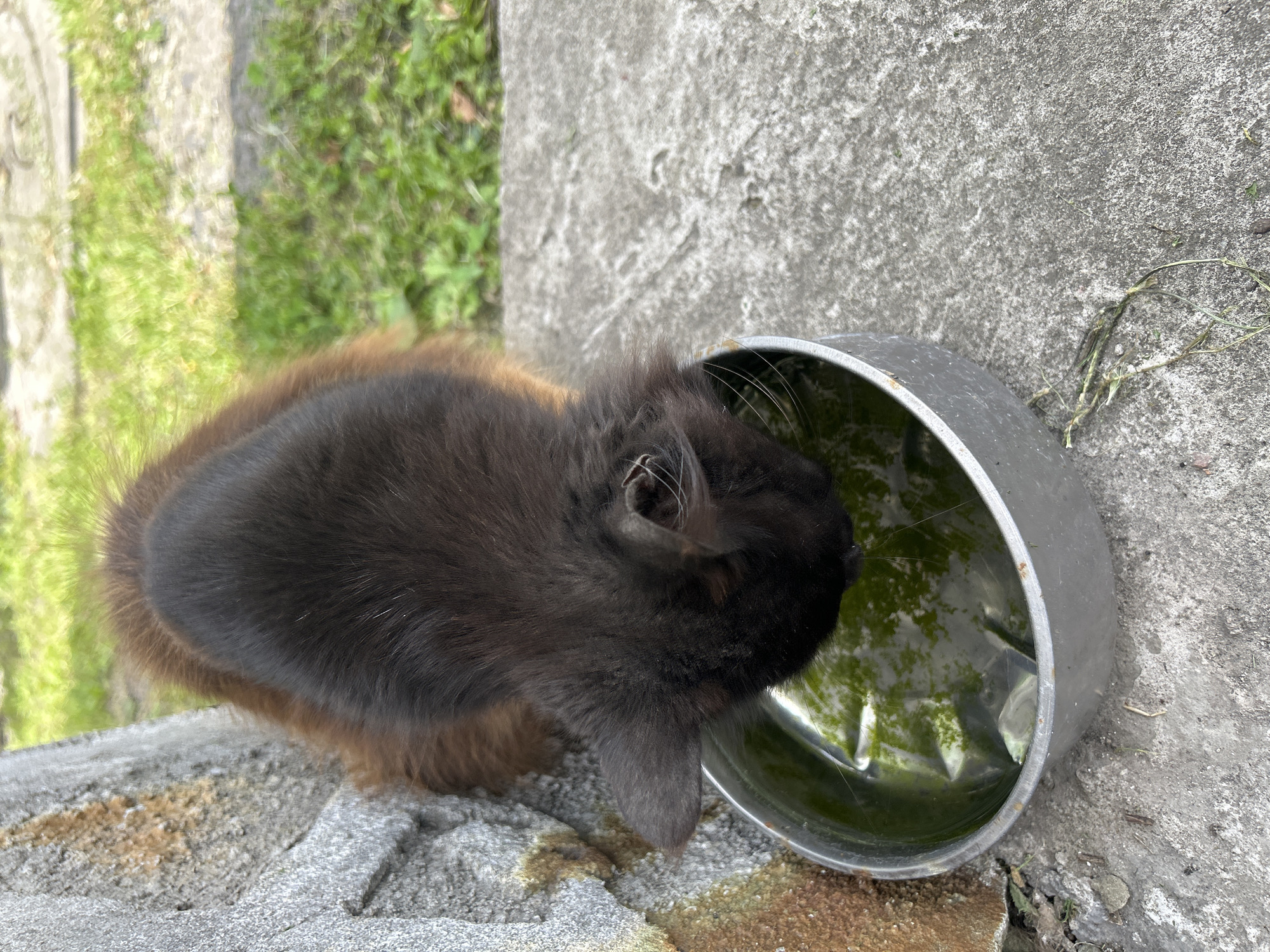 A black and brown fluffy cat is drinking water from a metal bowl. The cat is positioned on a concrete surface next to a stone structure. The water in the bowl is murky green, and the cat's whiskers are visible as it drinks. In the background, grass and more concrete are visible. The scene appears to be outdoors.