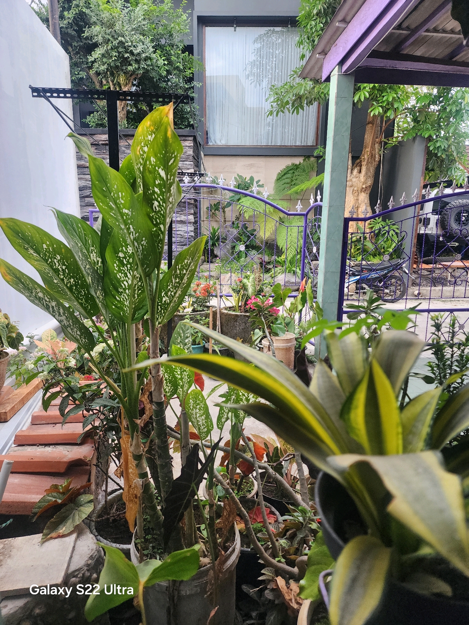 The image depicts a close-up view of various potted plants in what appears to be a residential outdoor area. In the foreground, a large leafy plant with white spots dominates the frame, with another spiky, yellow-and-green variegated plant slightly out of focus behind it. The background reveals a garden with more plants, a purple metal fence, and a building with large windows. A motorcycle and part of a vehicle are visible behind the fence, suggesting a street or driveway. The presence of tiled roofing and a washing line suggests a home environment. The bottom left corner of the image displays the text "Galaxy S22 Ultra," indicating the device used for capture. The location is identified as Salaman, Indonesia. The scene is static and does not show any people or ongoing actions.
