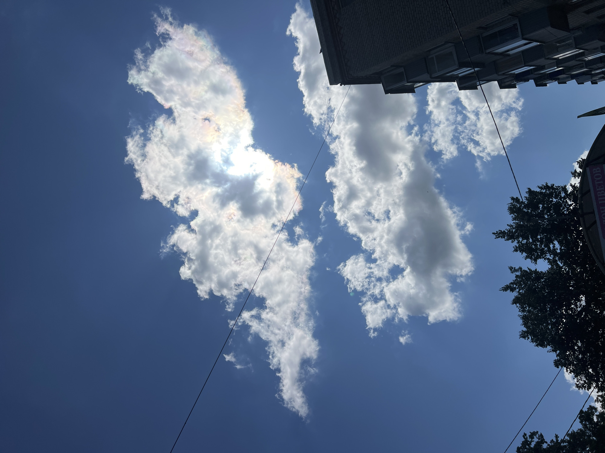 The image captures a low-angle view of a bright blue sky on a sunny day, with scattered white cumulus clouds. A prominent cloud formation near the center of the frame exhibits iridescence, with rainbow-like colors showing through the sun's glare. Two dark power lines stretch horizontally across the sky. In the lower right corner, the side of a multi-story brick building with numerous windows is visible. The lower left portion of the image shows the dark silhouettes of tree canopies, and the top of a sign is partially visible, displaying Cyrillic text that appears to be "ННОЙ ЦВЕТОВ" (likely part of a flower shop's name). The scene suggests an urban environment, possibly Ulyanovsk, Russia, given the Cyrillic text. There are no people or animals clearly depicted in the image, and no discernable actions or interactions. The overall impression is a snapshot of a bright, cloudy sky over a city.