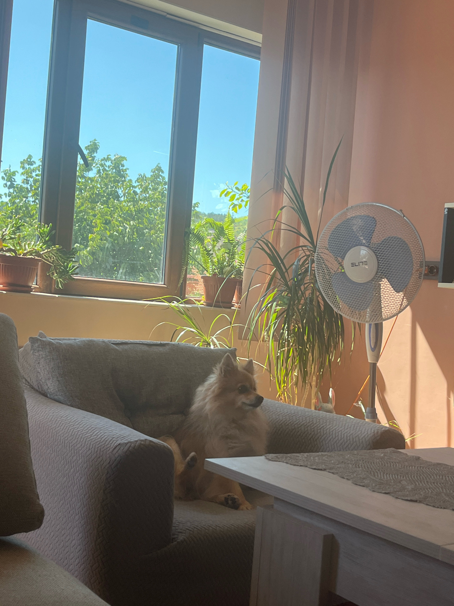 A Pomeranian dog is sitting on a sofa by a window in an apartment in Montana, Bulgaria. The dog is light brown and fluffy, with its head turned to the left. The sofa is upholstered in a textured grey fabric. Next to the sofa is a white and gray floor fan. In the background, there is a large window with a view of green trees and a clear blue sky. There are also several potted plants on the windowsill. The walls are painted a light orange color. A coffee table with a grey runner is in the foreground.
