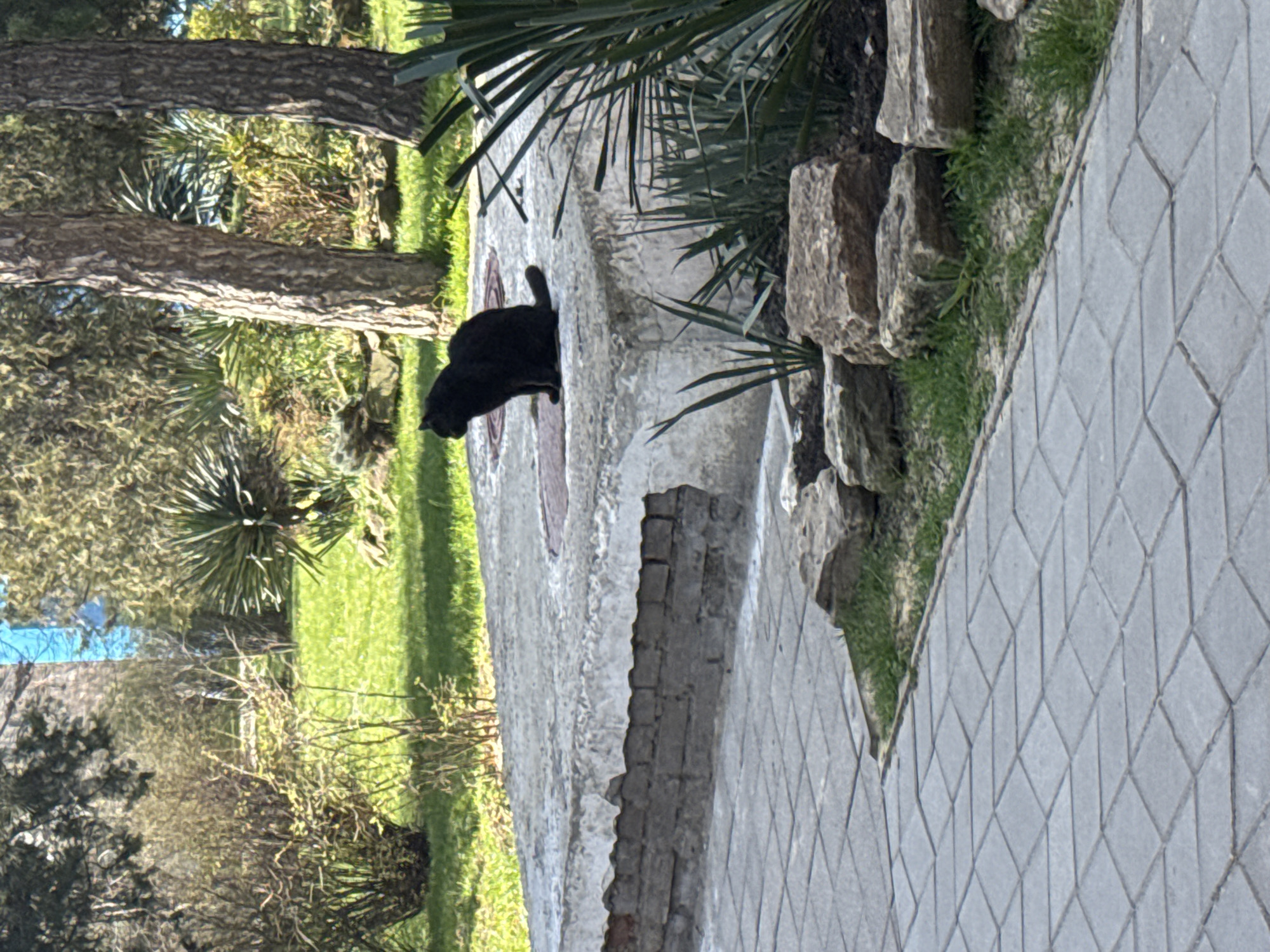 A black cat is perched on a concrete structure adjacent to a paved walkway in a park-like setting. The location is indicated as Anapa, Russia. The concrete structure has a damaged brick base and is partially surrounded by vegetation, including palm-like plants and trees. The walkway is composed of grey interlocking pavers. The area around the concrete structure is grassy with various plants and trees. The background includes other greenery, trees, and possibly a glimpse of blue sky.