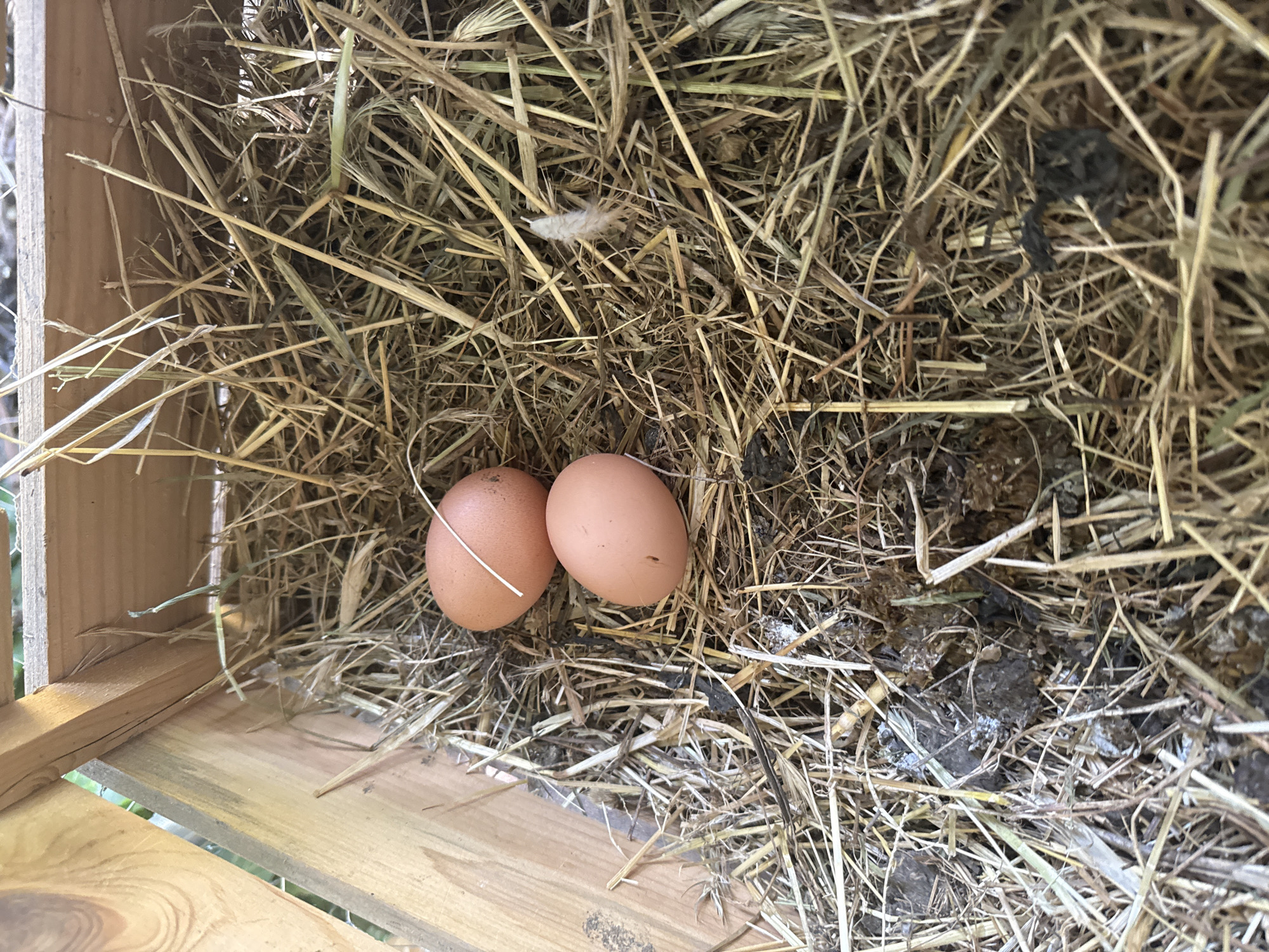 This is a close-up, high-angle, eye-level shot of two light brown chicken eggs nestled in dry straw inside a wooden coop. The coop appears to be outdoors, possibly in Busmantsi, Bulgaria, as suggested by the context, with a partially visible wooden structure on the left and the suggestion of greenery in the background. The eggs are the primary focus, with one slightly above and to the left of the other. A few strands of straw are draped over the top egg. The straw is dry and appears to be a mix of thin stalks and dried grass, with some darker material, possibly droppings, scattered throughout the bedding. A small, fluffy white feather is visible to the right of the eggs. The lighting suggests a bright, possibly sunny day. There are no people or animals visible in the frame.