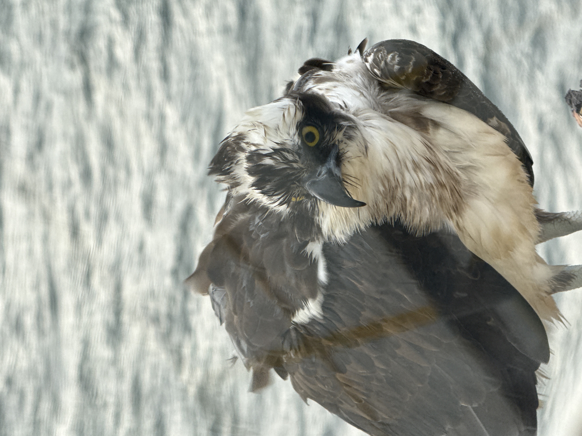 The image shows an osprey perched in an unspecified location in the city of Unknown, Unknown. The bird has a dark beak and yellow eyes. Its plumage is a mix of dark and light feathers, including dark wings and a lighter chest and neck. The background appears blurry, possibly due to being behind glass or reflecting water.