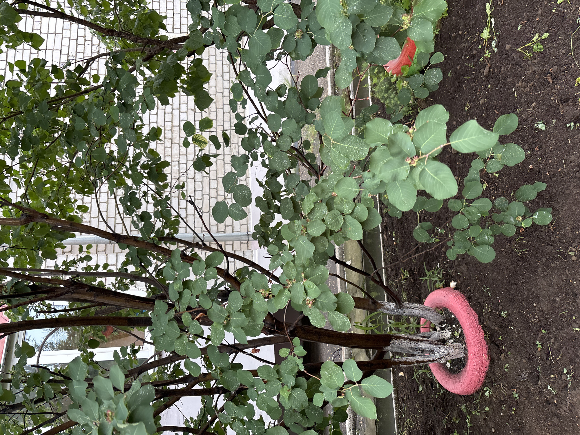 The image depicts an outdoor scene in the city of Blagoveshchensk, Russia, featuring a tree with dark brown bark and green leaves, many of which are wet, suggesting recent rain. The tree is growing in dark soil, with a bright pink tire placed around its base, acting as a protective barrier. In the background, a white brick building with a window is visible. The overall environment appears to be a garden or a residential area.