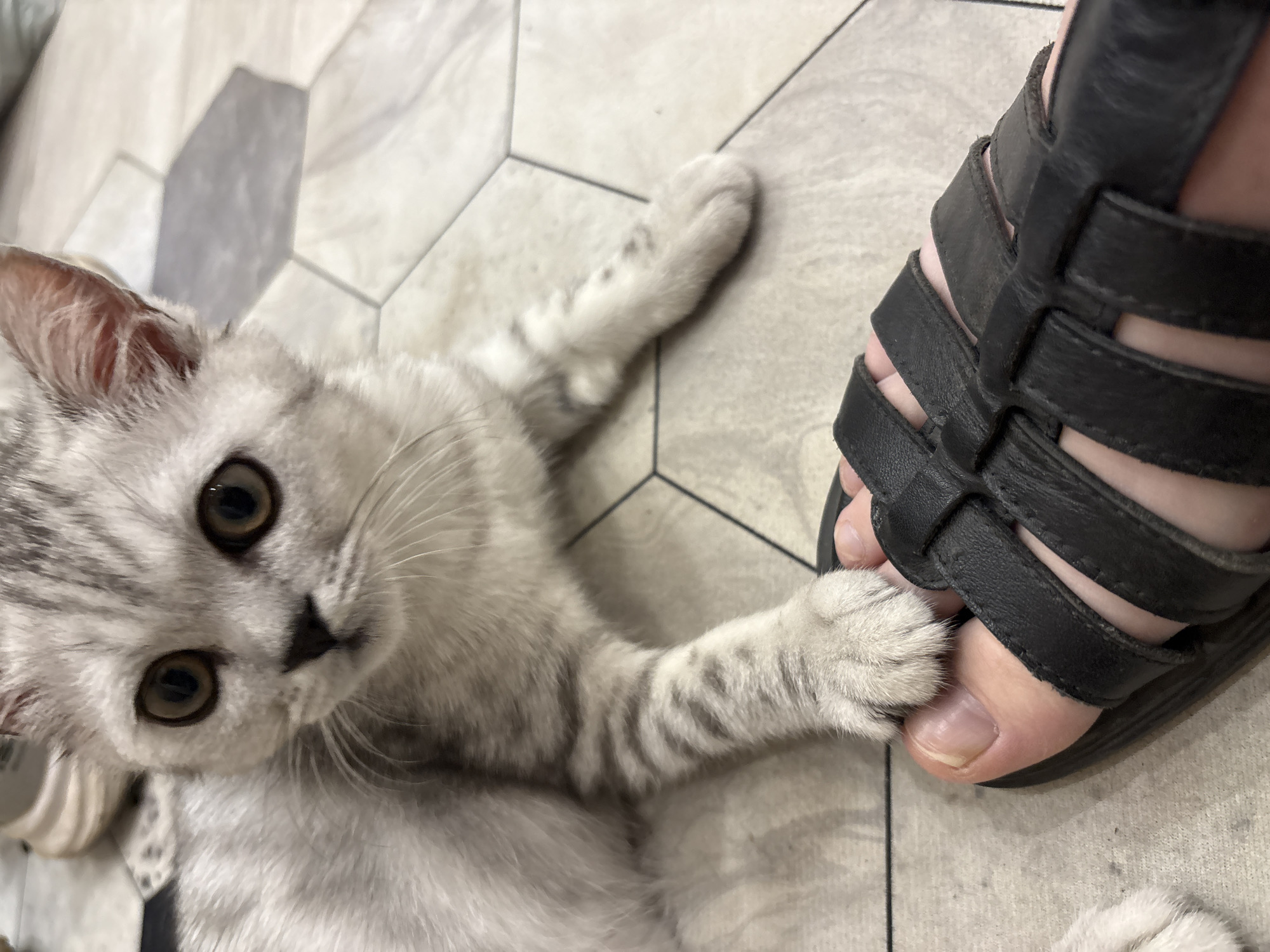 A domestic cat, light gray with dark tabby markings, lies on a hexagonal tile floor, its right paw touching a person's foot wearing a black sandal. The cat's face is prominent, directed toward the camera. The person's foot is positioned close to the cat's paw, indicating a possible interaction. The floor is composed of light gray tiles with interspersed darker gray hexagonal tiles. The scene appears to be indoors. There is no evidence to suggest that the photo was taken in Izhevsk, Russia.