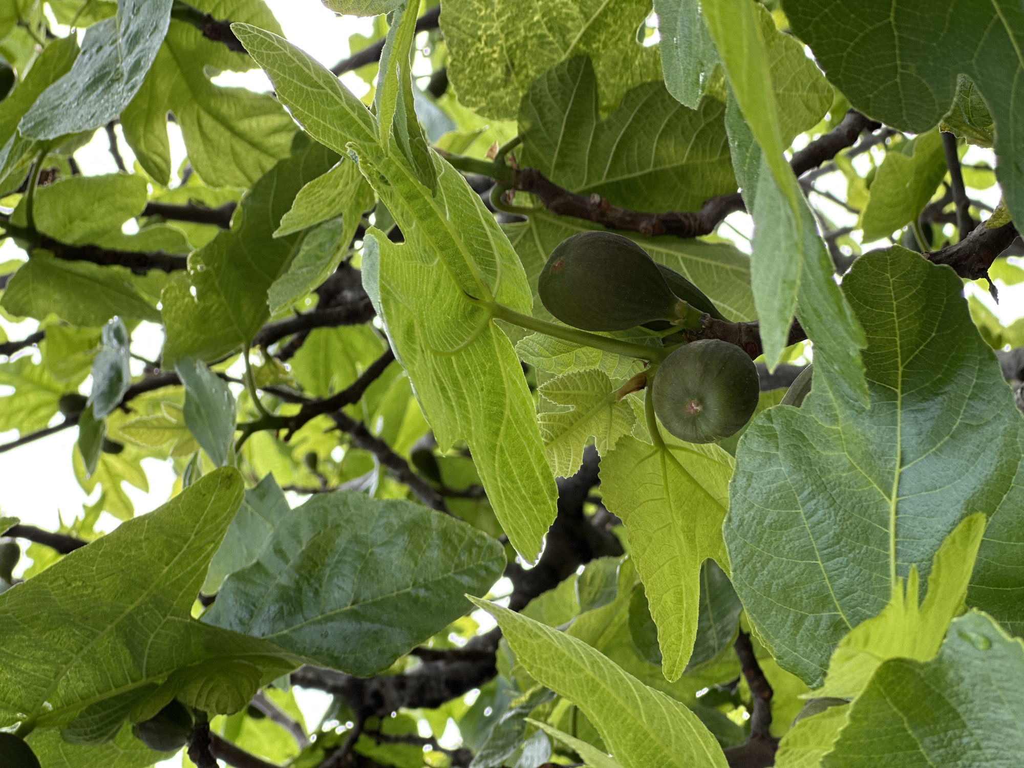 The image shows a close-up view of a fig tree, likely in Šušanj, Montenegro. Two unripe, green figs are visible amongst the tree's large, lobed leaves and branches. The leaves vary in size and color, ranging from lighter, newer growth to darker, more mature foliage. Some leaves appear to be slightly wet. The background shows a bright, hazy sky peeking through the branches.