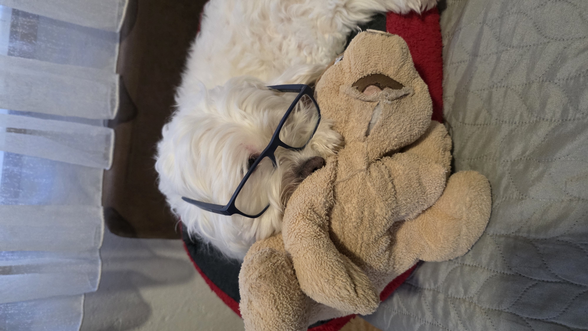 A small white dog, likely a Maltese, is shown from a top-down perspective, sleeping peacefully. Dark-rimmed glasses are comically perched on the dog's head and snout, adding a humorous touch to its sleepy state. It is nestled close to a well-loved, light brown stuffed animal, possibly a teddy bear, showing signs of wear around its facial features. The dog's fluffy white fur contrasts with the plush texture of the toy.
The dog and toy rest on a red cushion or blanket. Adjacent to them, a grey quilted blanket or sofa cover with a circular stitched pattern is visible. On the left, sheer white curtains, likely blinds, filter soft daylight from a window. A dark brown surface, possibly furniture, is visible behind the curtains.
The scene evokes peace and domestic comfort. Soft lighting suggests daytime. The overall impression is cozy and gently amusing, with the dog appearing deeply content. There is no visible text in the image. This indoor setting is located in Blagoevgrad, Bulgaria.