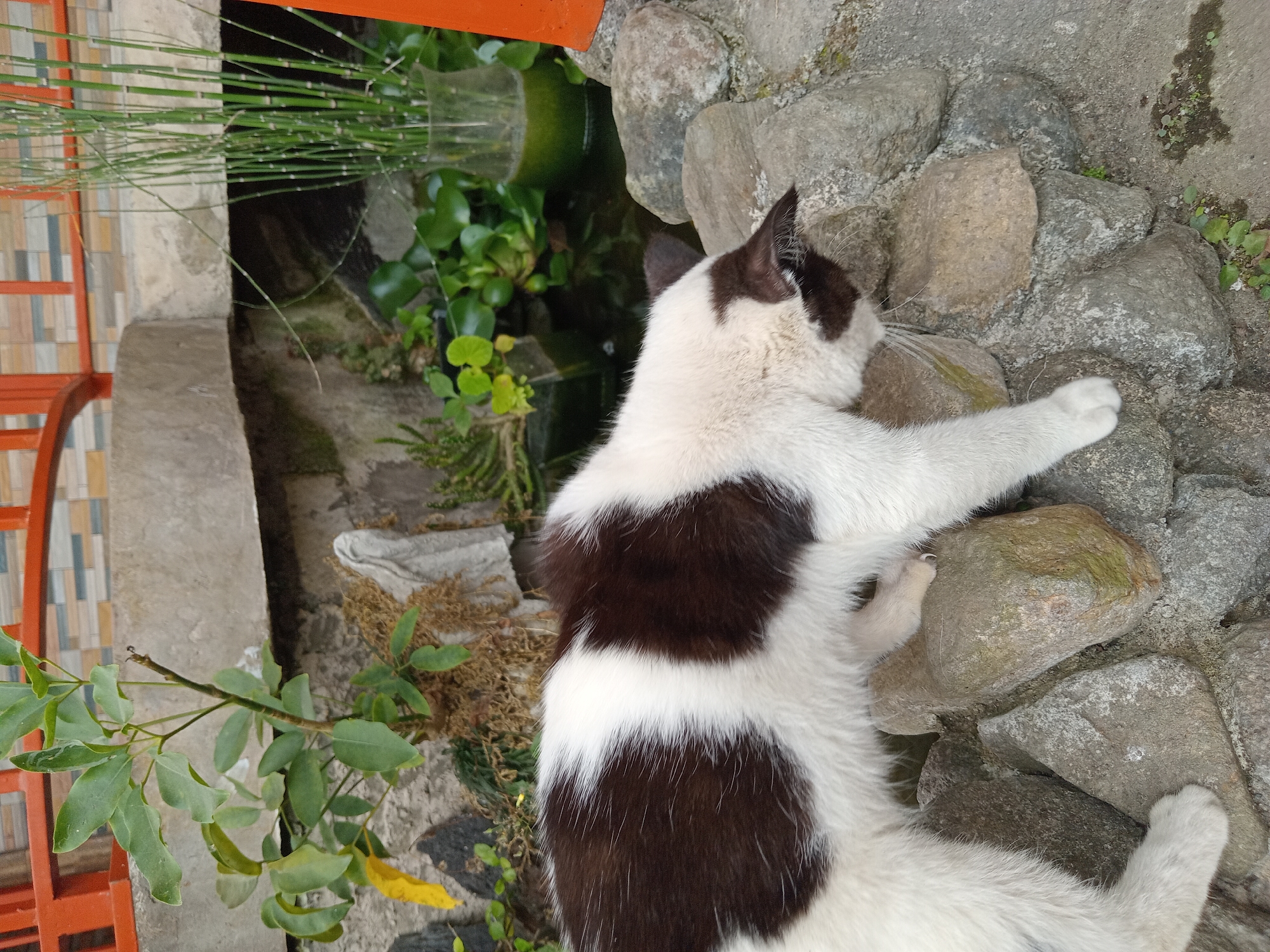 In Claket, Indonesia, a black and white cat with dark brown patches is positioned on a cluster of gray stones. The cat is in profile, facing towards the right of the frame, with its head lowered as if sniffing the ground or water. Its fur is predominantly white with distinct black markings on its back and head.
Behind the cat, a small pond is visible, filled with dark water and floating green plants. A glass vase containing tall, green reeds stands to the right of the pond. In the background, a concrete structure and a section of a building with orange railings and patterned tiles are present. The environment appears to be an outdoor setting, possibly a garden or courtyard, with a mix of natural elements and man-made structures. The lighting suggests it is daytime.