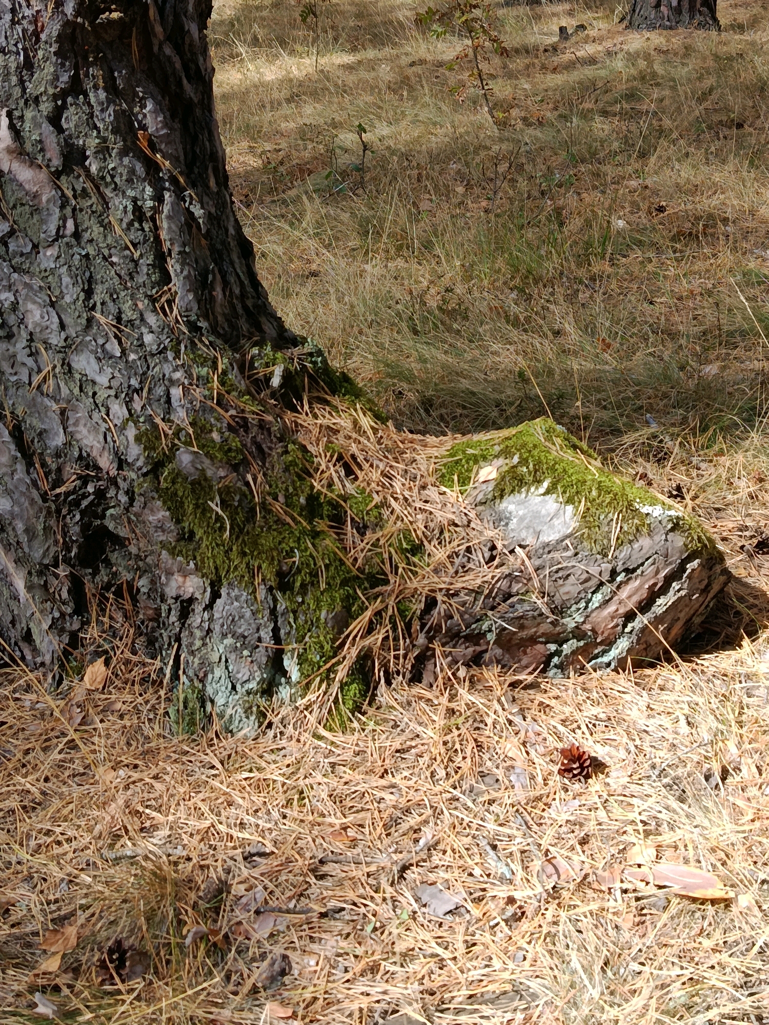 The image depicts the base of a large tree trunk in a forest setting. The tree bark is rough and textured, with patches of green moss growing on it. A large, moss-covered log lies on the ground next to the tree. The ground is covered with a thick layer of dry pine needles and scattered leaves. In the background, dry grass and sparse vegetation can be seen. A small pine cone rests on the pine needles in the foreground. The scene appears to be outdoors in a natural environment, possibly a park or wooded area within Svietlahorsk, Belarus, given the context of the prompt. There are no people or animals visible in the image, and no actions or interactions are taking place. The overall impression is one of a quiet, natural forest floor.