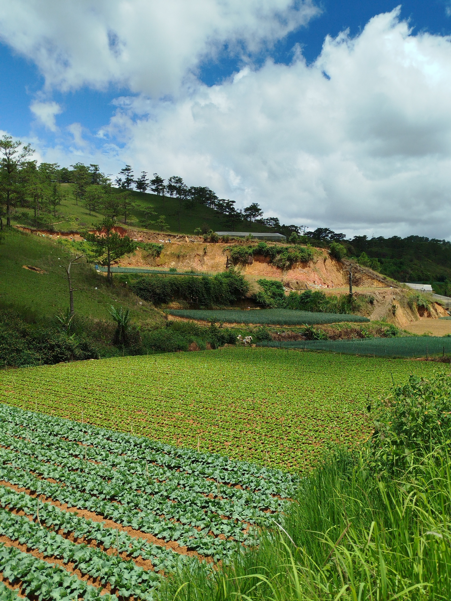 The image depicts a lush agricultural landscape in Lạc Dương, Vietnam. In the foreground, neatly cultivated rows of leafy green crops spread across the bottom half of the frame. Behind this, a denser field of smaller green plants carpets the midground.
A terraced hillside rises in the middle distance. Its slopes display a mix of green vegetation, exposed red soil, and interspersed rows of what appear to be leeks. The upper part of the hill is lined with a row of pine trees against the skyline. A few buildings are visible on the right.
The sky fills the top third of the image, featuring a bright blue expanse dotted with fluffy white clouds. The image has a natural, outdoor setting with no people visible.