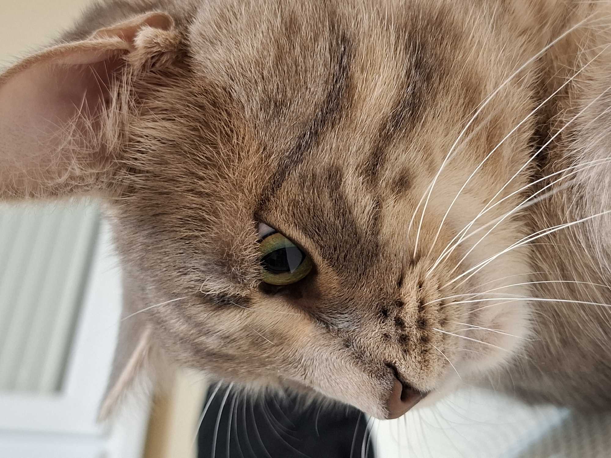 A close-up, downward-angled shot captures the head of a domestic cat. The cat's face, positioned prominently in the foreground, looks to the lower right with an alert and focused expression. Its fur is a mix of light brown and tan, featuring distinct darker tabby stripes across its head and cheek. One eye is clearly visible, a striking green-gold color with a narrow, vertical pupil that reflects ambient light. Numerous long, thin white whiskers extend from the cat's muzzle, curving outwards.
One ear is partially visible on the left, tilted slightly back, revealing the fine, light-colored fur on its inner surface. The cat's small, pinkish-brown nose is visible towards the bottom right of its face. The background is softly blurred, indicating a shallow depth of field, and shows muted light tones with indistinct vertical shapes, possibly suggesting an indoor setting with a window or blinds in the distance. The lighting is soft and natural, highlighting the textures of the cat's fur and the vivid color of its eye. No text is visible in the image.
