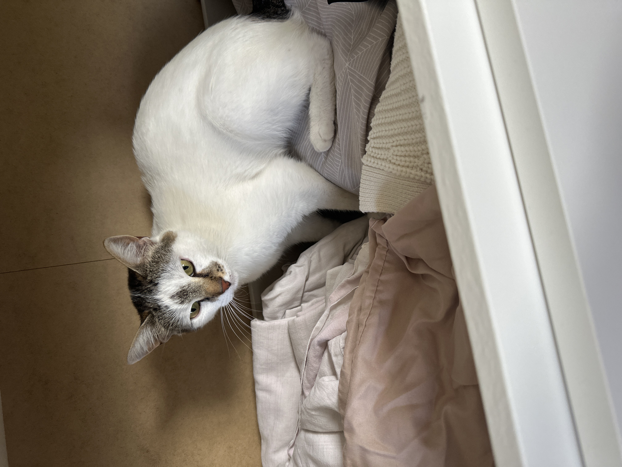 A white and grey tabby cat is lying in a drawer filled with clothes. The cat is looking up at the camera. The drawer is part of a white dresser or cabinet. The background is a light brown color. The photo was taken indoors.