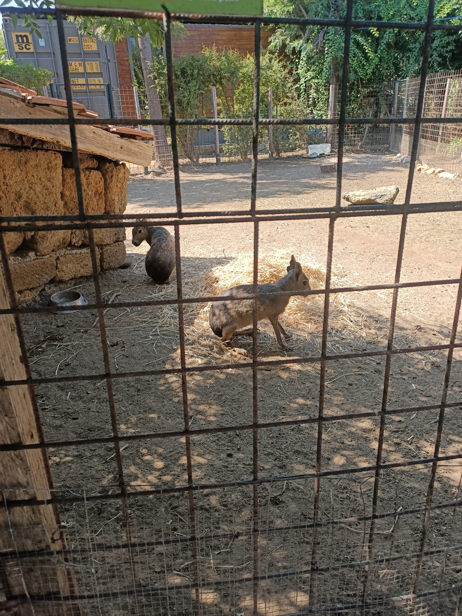 Two mara are visible in an outdoor enclosure, viewed through a metal fence. The enclosure has a dirt floor with some scattered straw and a few rocks. To the left, a stone structure with a wooden roof is present, and a metal feeding bowl is on the ground. In the background, there are trees and a shipping container. One mara is facing away from the camera, and the other is facing to the left.