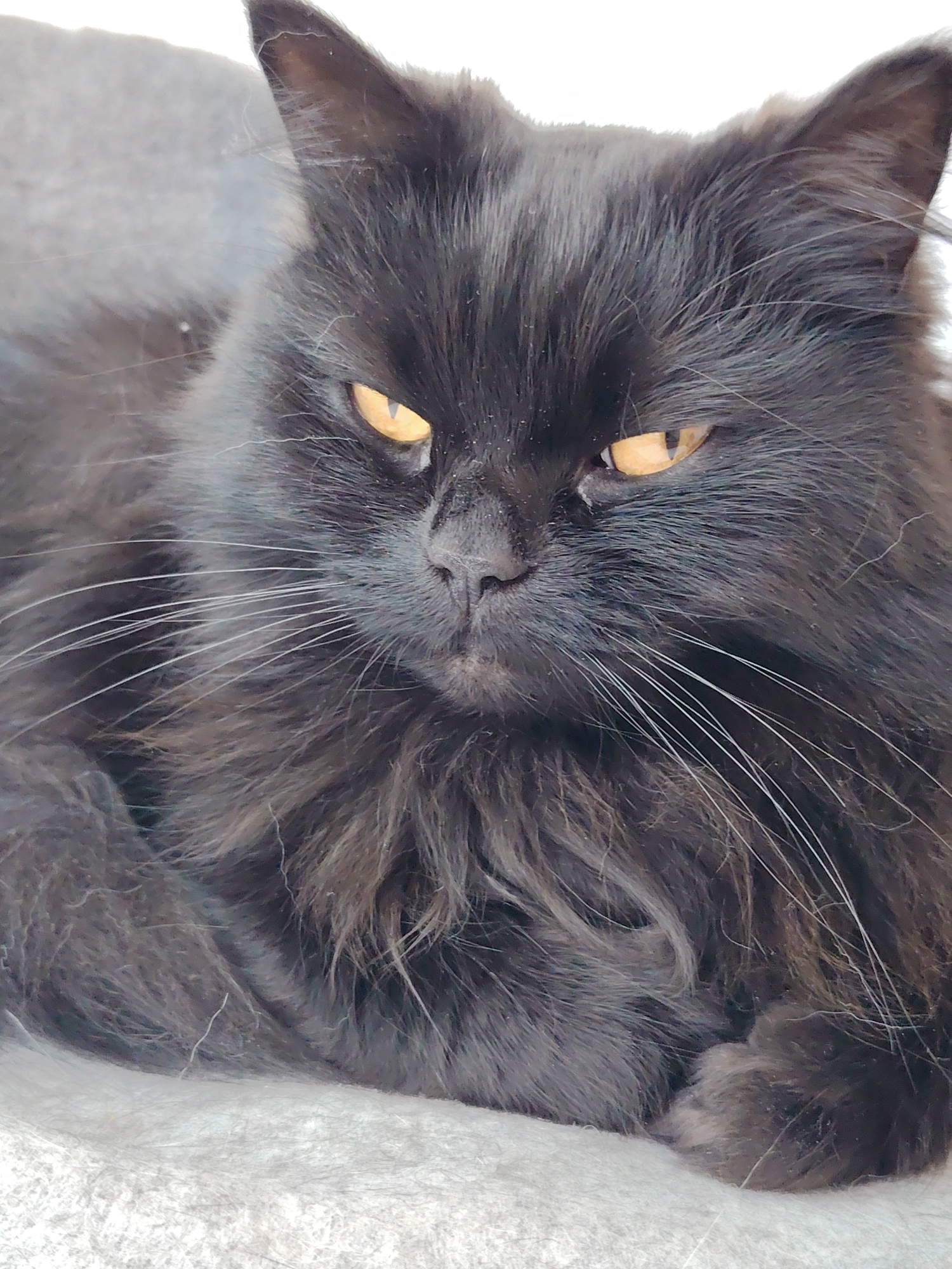 A black cat with amber eyes is resting on a white surface. The cat has long fur and a somewhat stern expression. The background is blurry and indistinct.