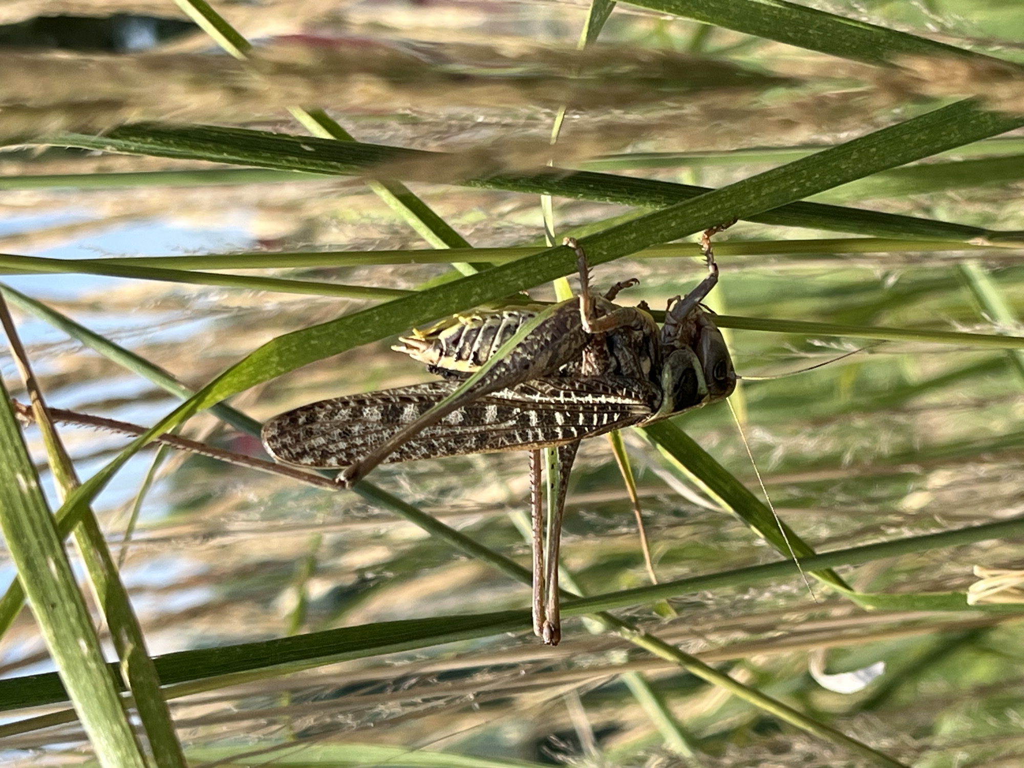 A close-up, eye-level shot captures a brown and green grasshopper clinging to tall green grass stalks, its body angled downwards and slightly to the right. The grasshopper is detailed, with visible wing patterns and legs. The background consists of out-of-focus blades of grass and some dried stalks, suggesting a natural, possibly wild, outdoor environment. The lighting indicates it is daytime, with bright sunlight illuminating the scene. The image was taken in Krasnyye Barrikady, Russia, within a natural setting.