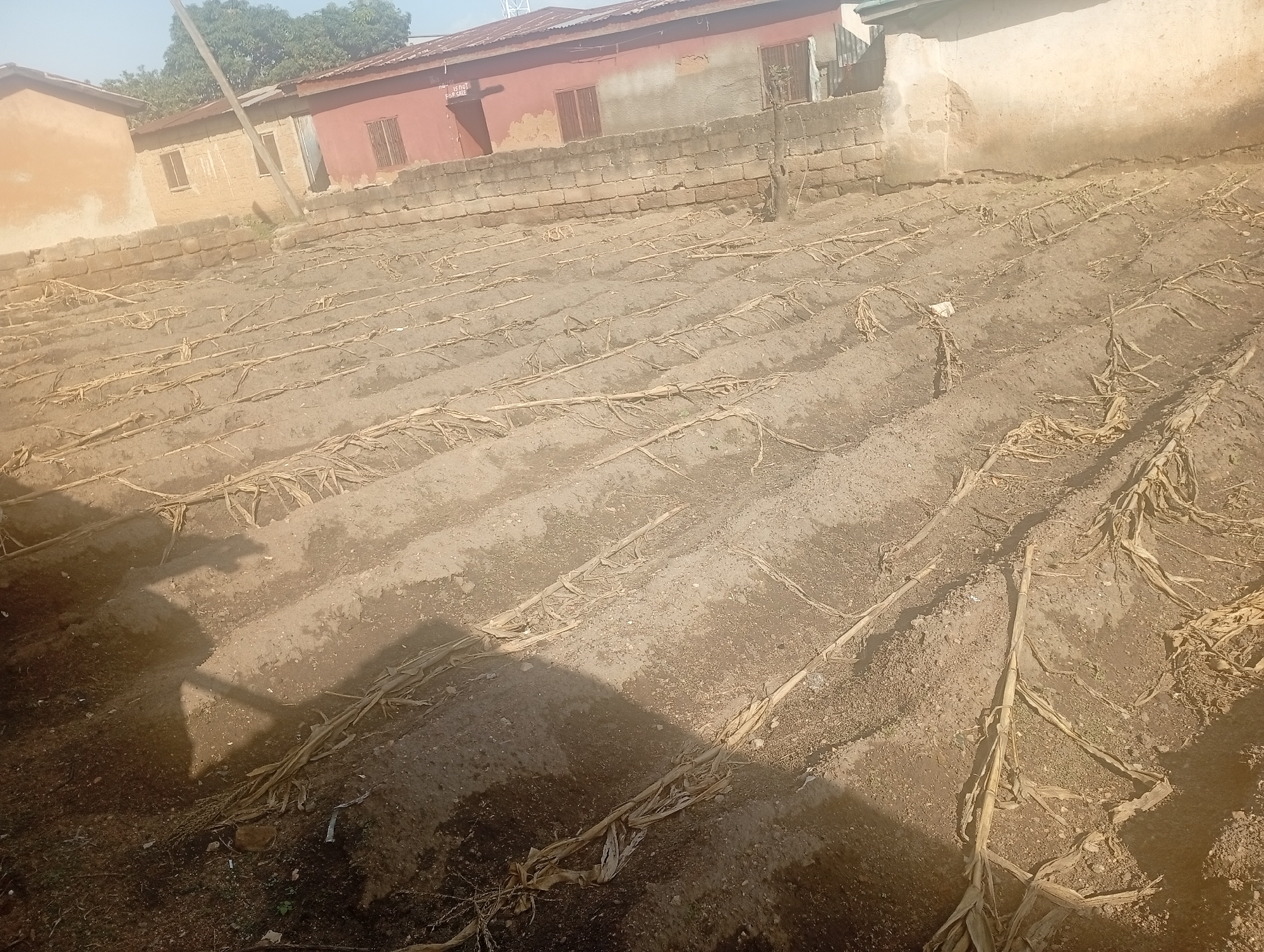 The image depicts an agricultural field with furrows in Rafin Par, Nigeria. The field appears to have been recently harvested or prepared for planting, with dry plant stalks scattered throughout. In the background, there are buildings constructed with brick and corrugated iron roofs, consistent with local architecture in Nigeria. The ground is dry and dusty. There are no people visible in the image. The overall scene suggests a rural or peri-urban agricultural setting.