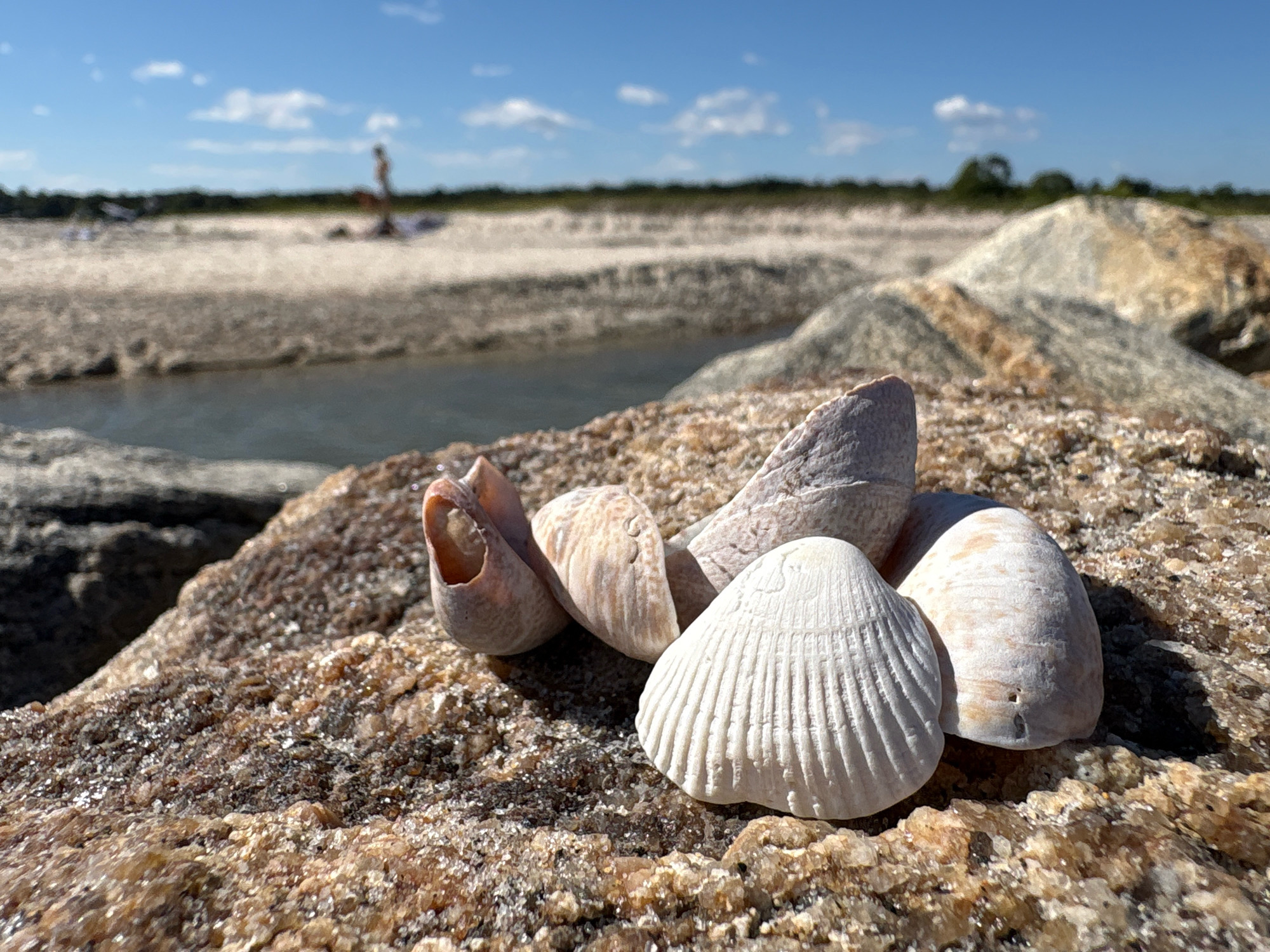 In Waterford, United States of America, a close-up shot focuses on a cluster of seashells resting on a rough-textured, sunlit rock. The shells, predominantly in shades of white and light brown, display various forms and textures, including a distinct ribbed, fan-shaped shell. In the background, a shallow body of water is visible, leading to a sandy beach. Further in the distance, faint figures of people are discernible on the beach under a clear blue sky dotted with white clouds. The environment suggests a coastal or riverside setting.