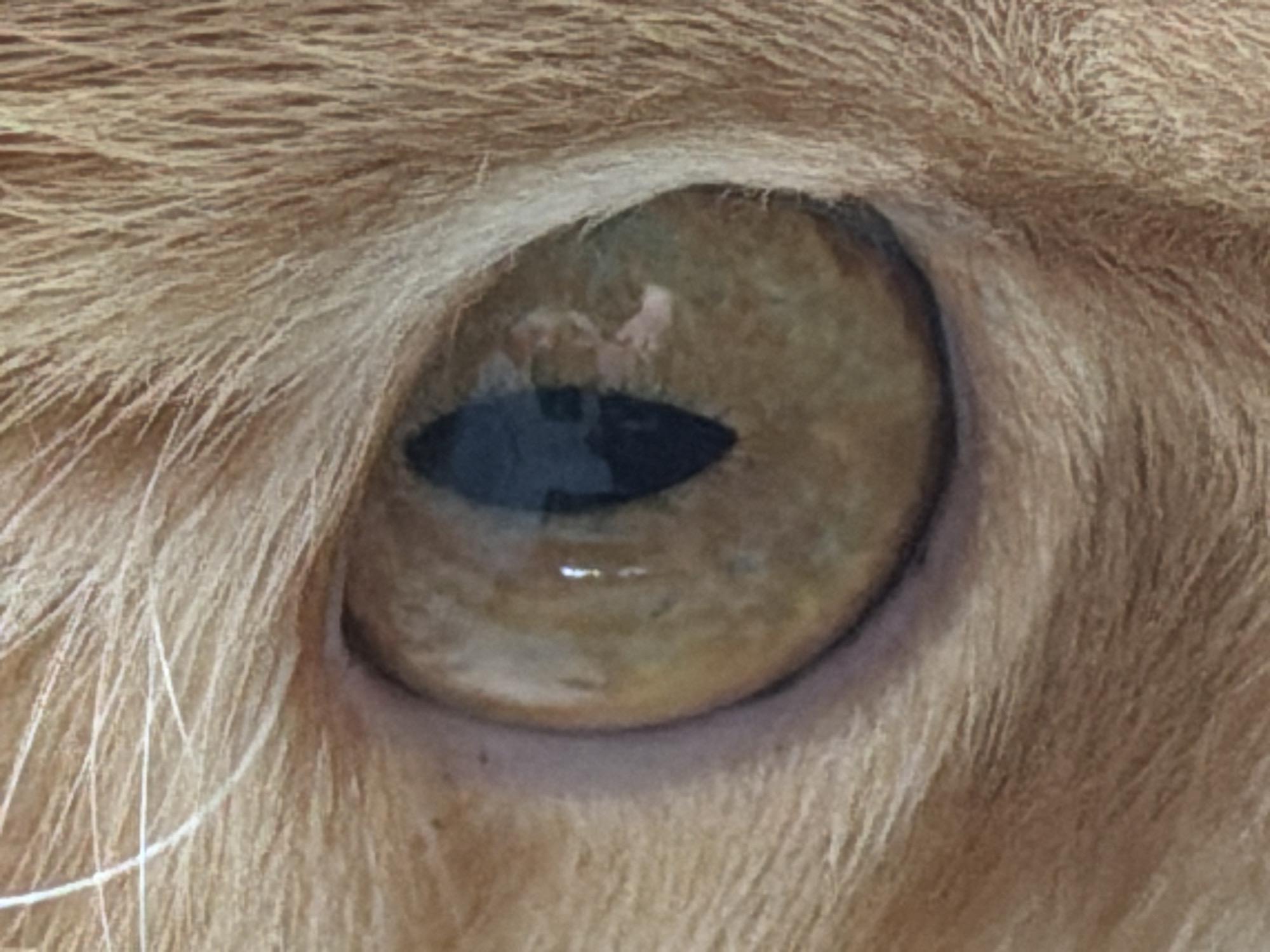 A close-up view reveals the eye of an orange cat surrounded by fur of the same color. The iris appears to be a blend of light brown and yellow shades, with a dark, elliptical pupil.
I am unable to determine a location.