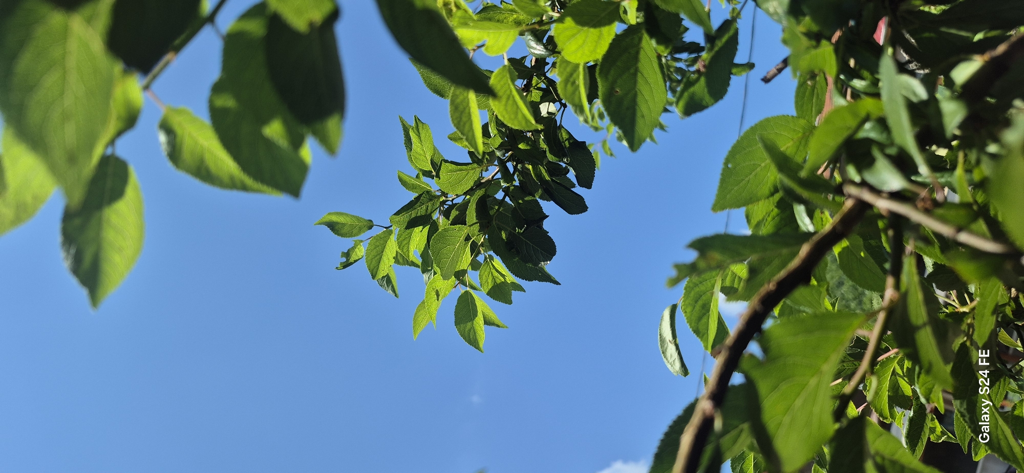 The image captures a close-up, low-angle view of green leaves and branches against a clear blue sky. The foliage is lush and vibrant, with sunlight filtering through, creating shadows and highlighting the textures of the leaves. A subtle watermark in the bottom left corner reads "Galaxy S24 FE". The composition suggests an outdoor setting, likely a garden or park, with the vibrant green of the leaves contrasting sharply with the deep blue of the sky. The image is sharp and detailed, focusing on the natural elements. No people or specific landmarks are visible, but the overall impression is one of a bright, sunny day with abundant plant life.